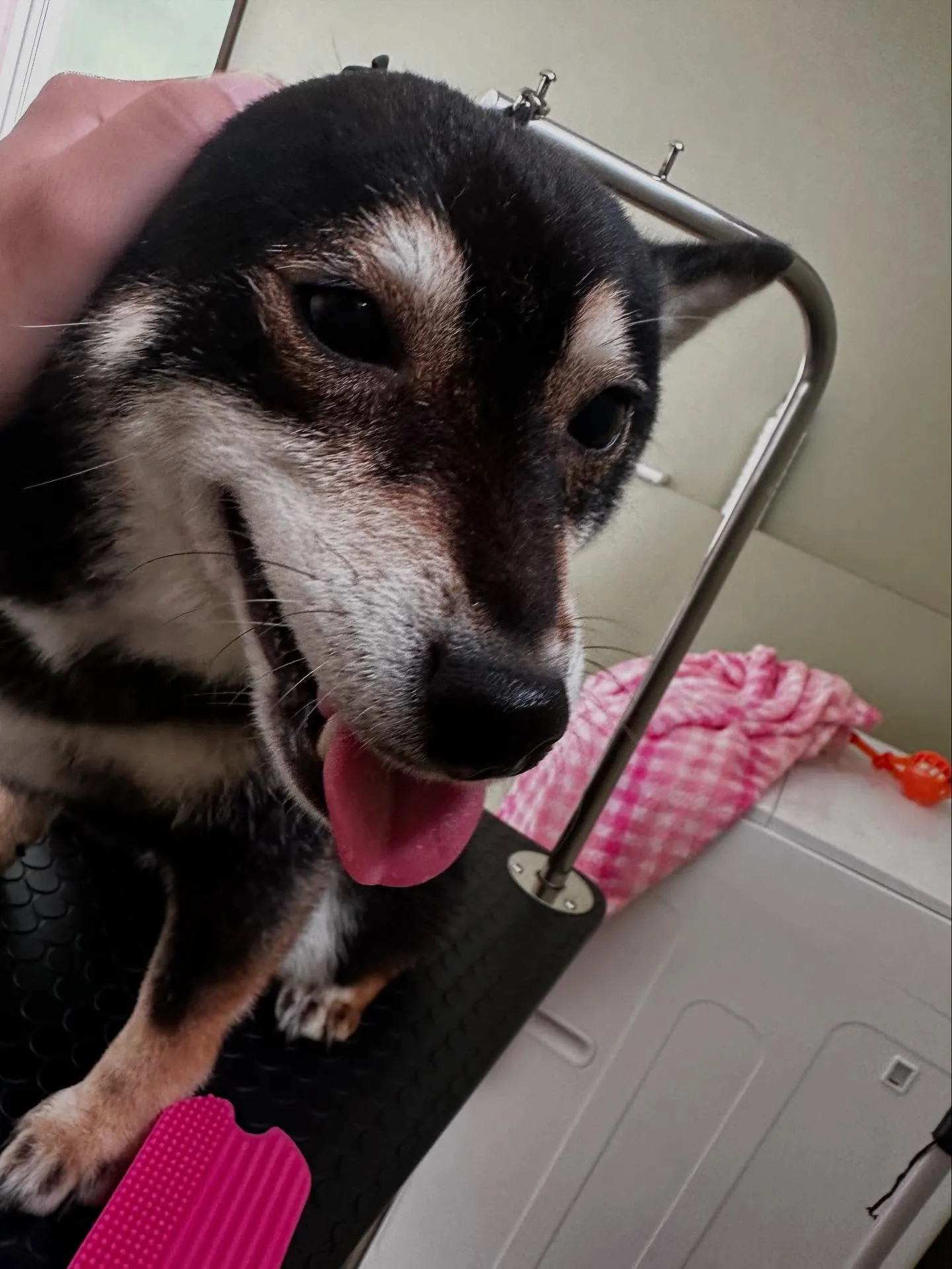 ようやく今月のお手入れわんこたちのアップです😂