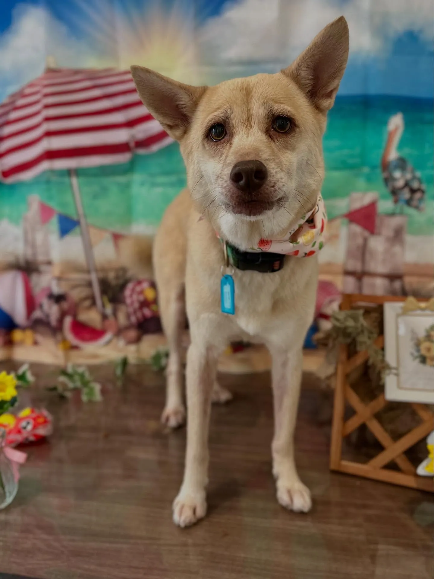 ようやく今月のお手入れわんこたちのアップです😂