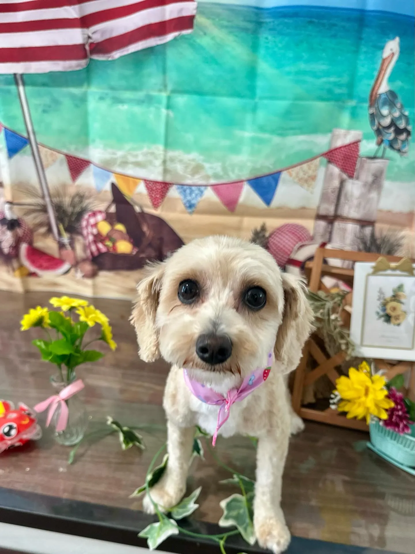 ようやく今月のお手入れわんこたちのアップです😂