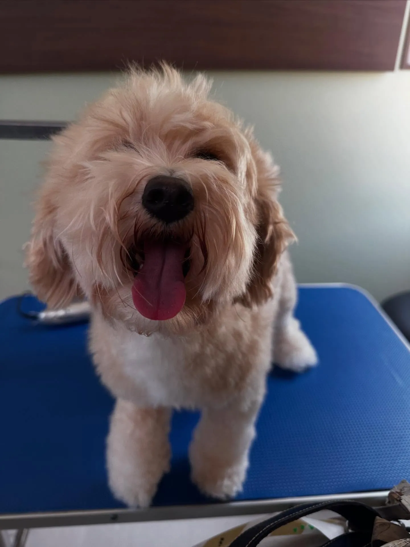 ようやく今月のお手入れわんこたちのアップです😂