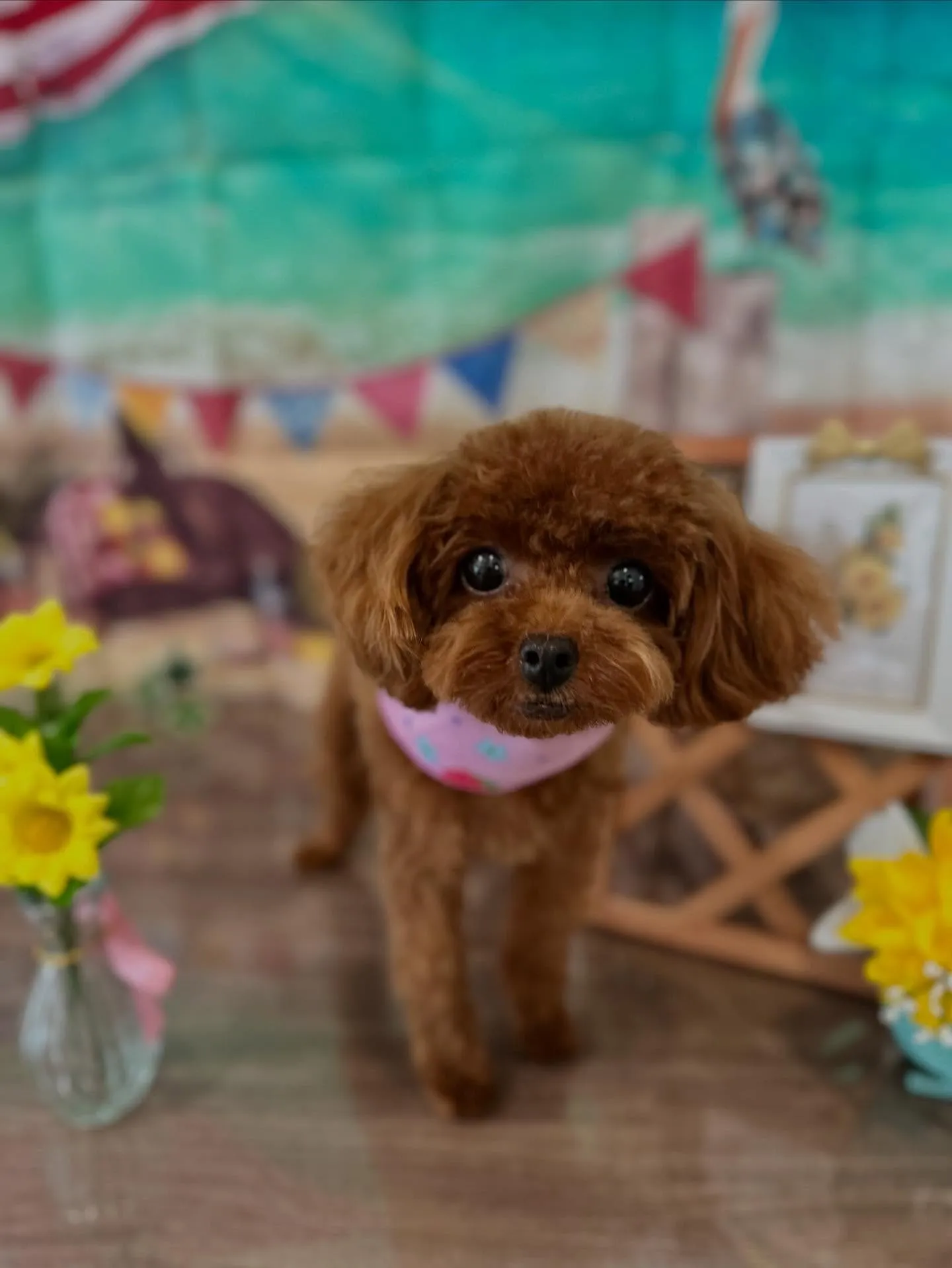 ようやく今月のお手入れわんこたちのアップです😂