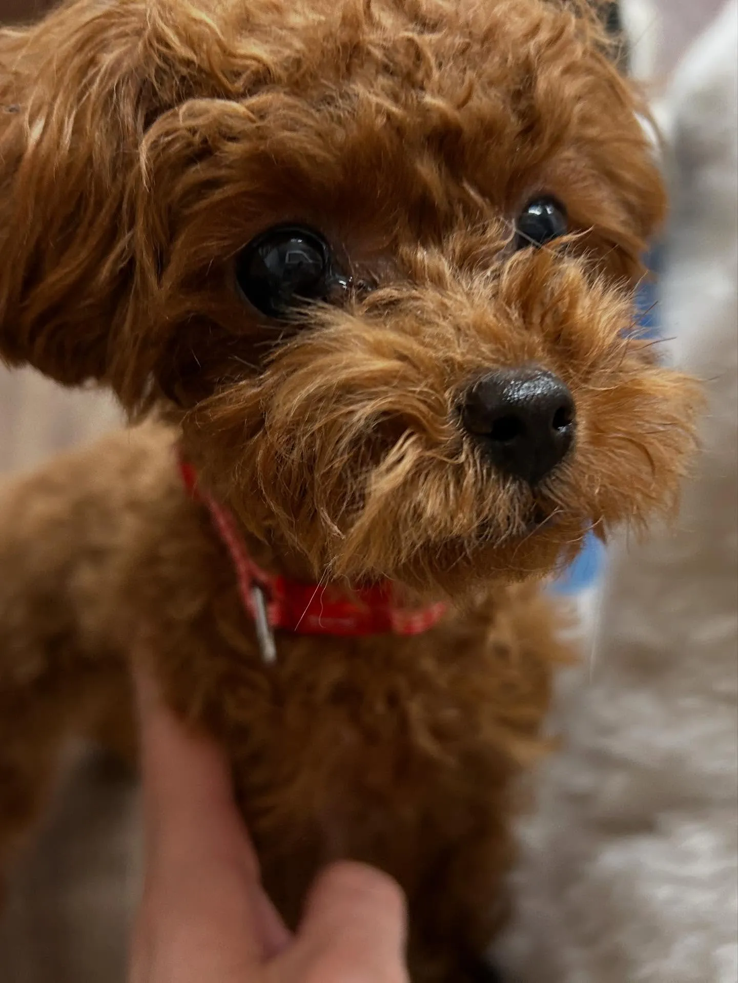 ようやく今月のお手入れわんこたちのアップです😂