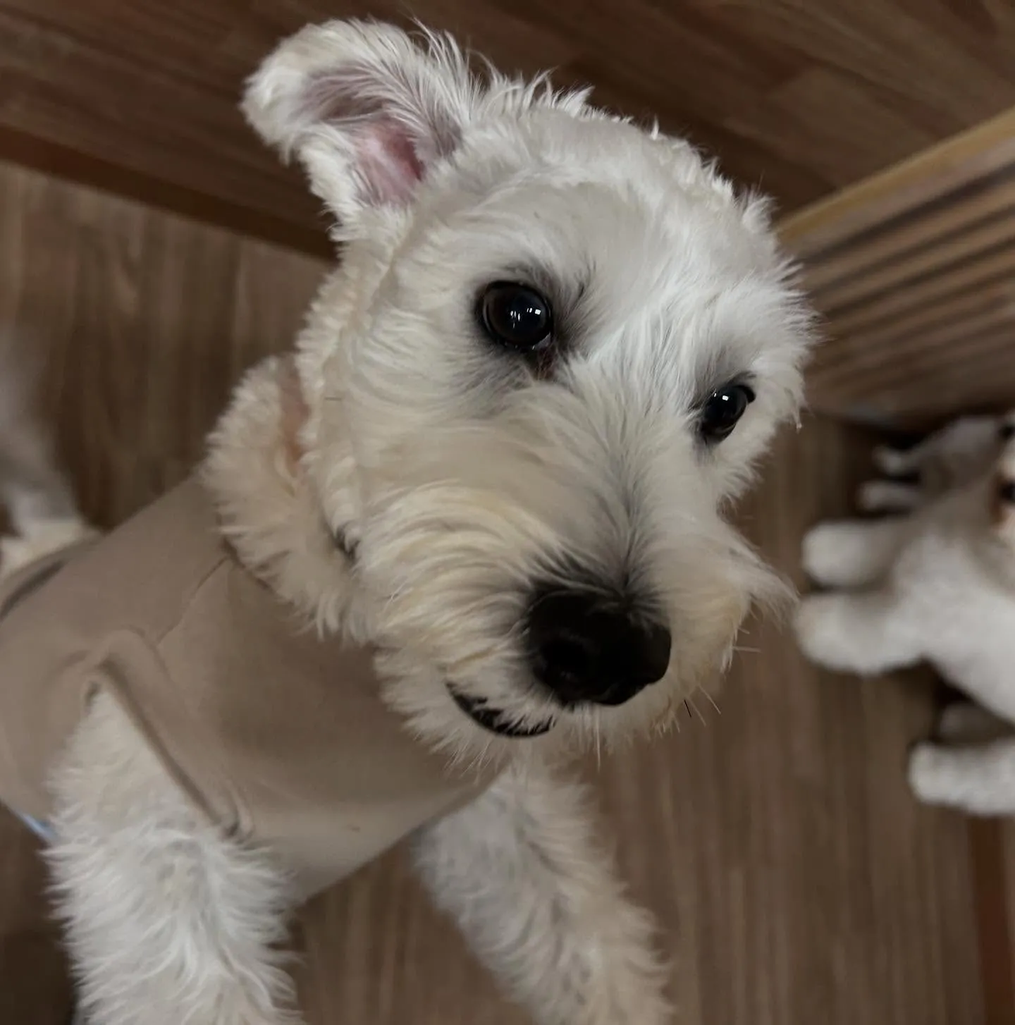 入会してくれたこたろうくんです🤗