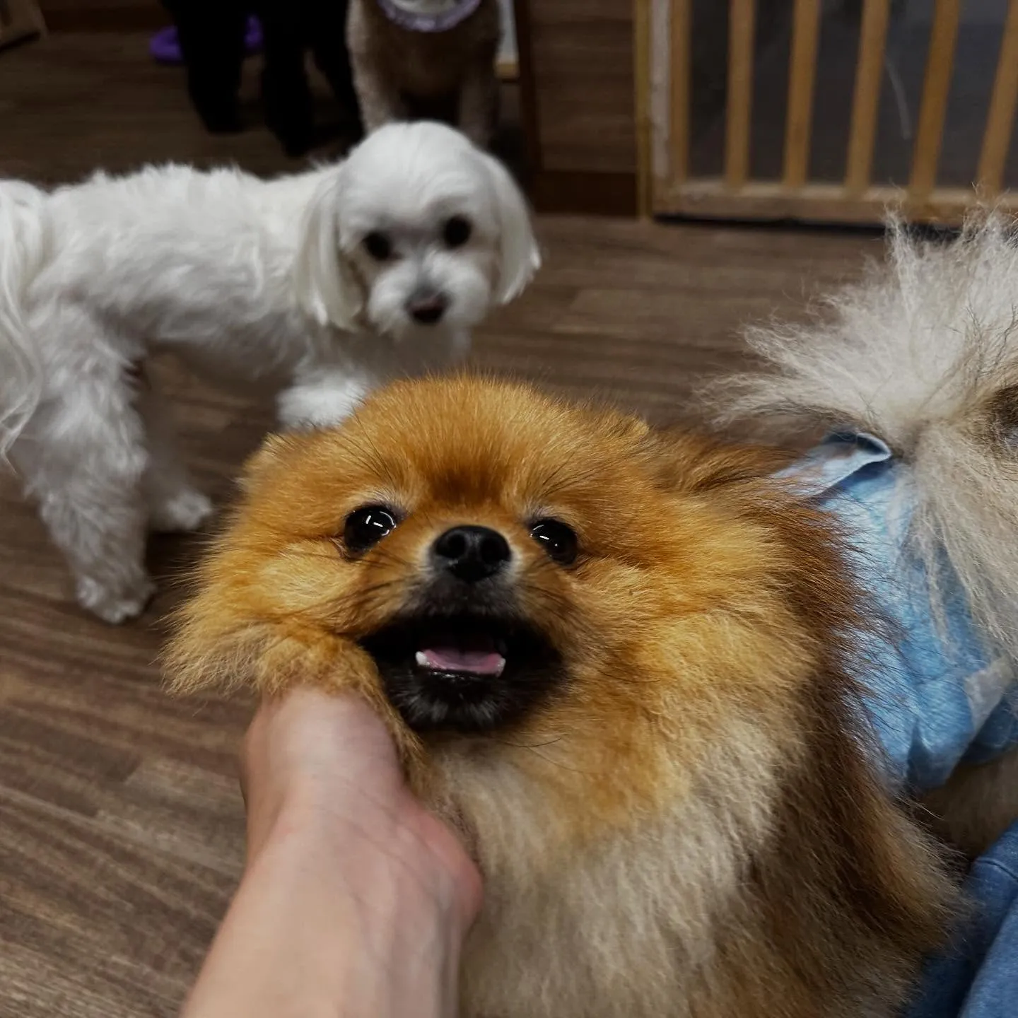 【予約受付終了のお知らせ】