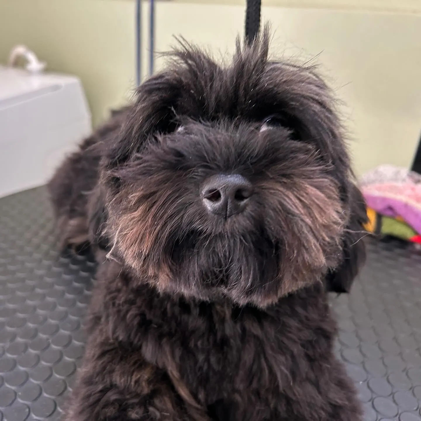 トリミングのセットメニューをご利用頂いたわんこたちです💖