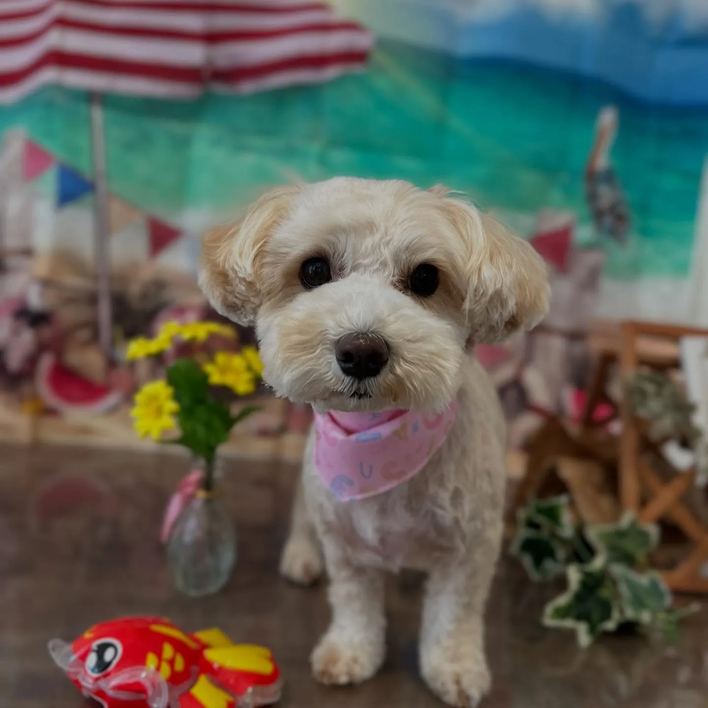 トリミングのセットメニューをご利用頂いたわんこたちです💖