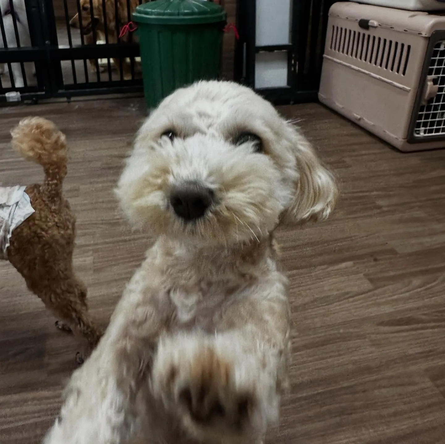 トリミングのセットメニューをご利用頂いたわんこたちです💖