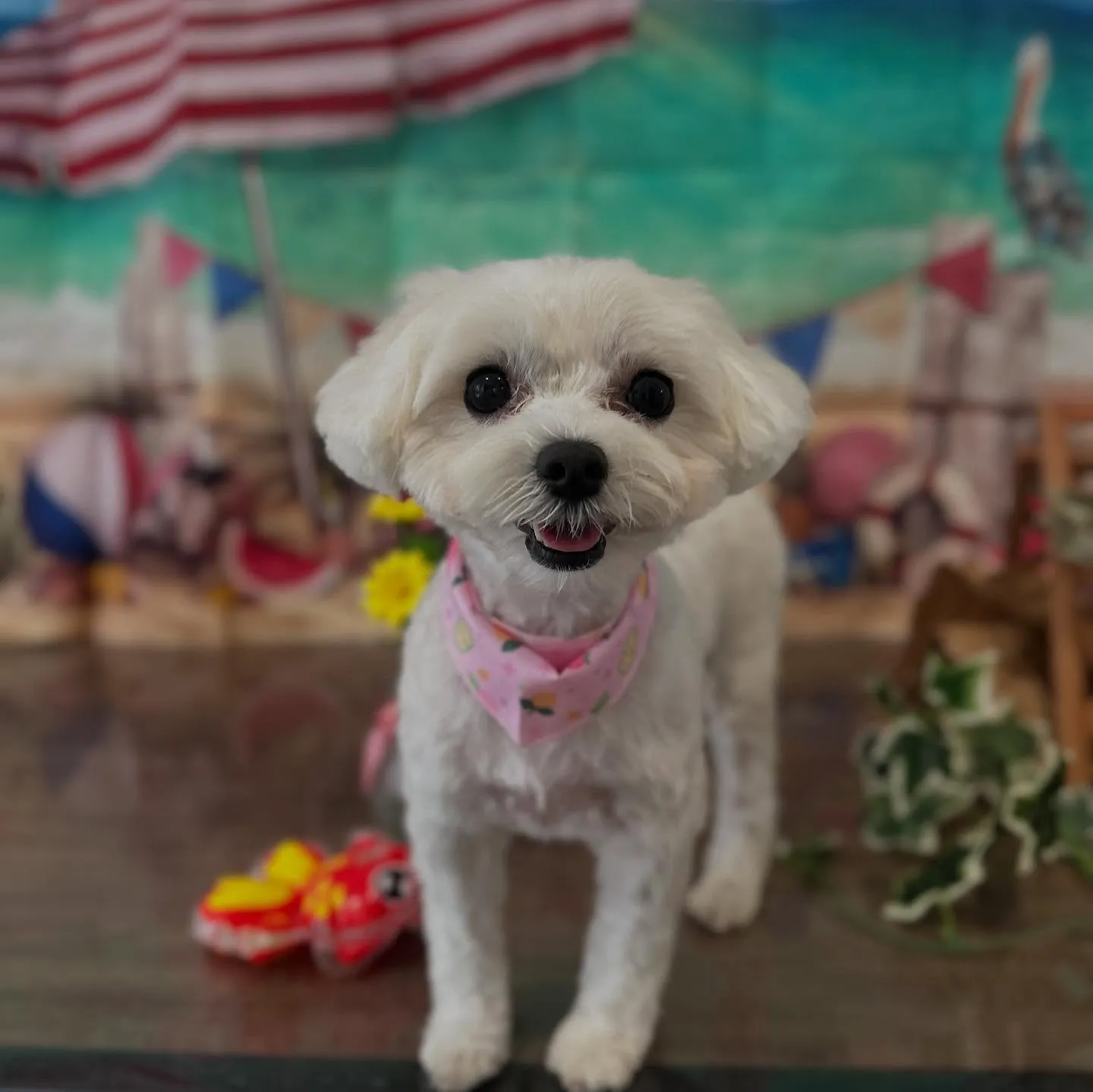 トリミングのセットメニューをご利用頂いたわんこたちです💖