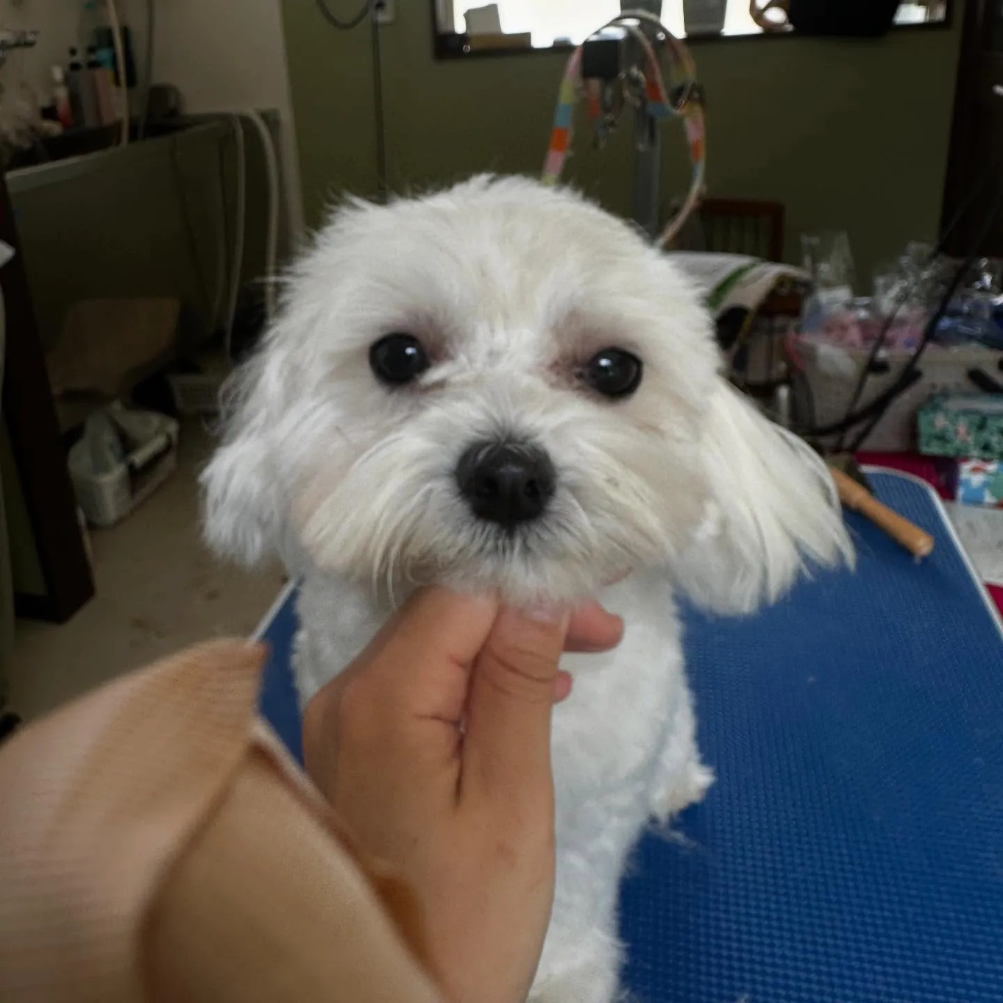 トリミングのセットメニューをご利用頂いたわんこたちです💖