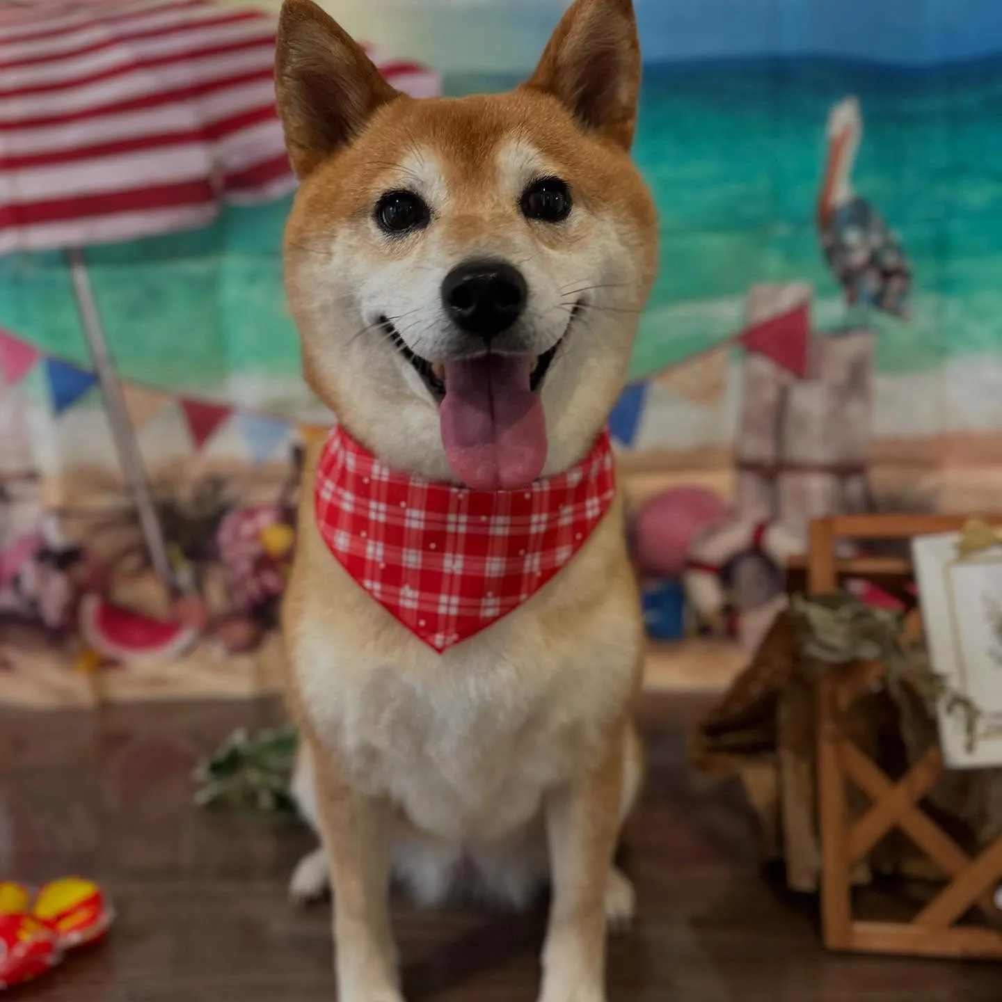 トリミングのセットメニューをご利用頂いたわんこたちです💖