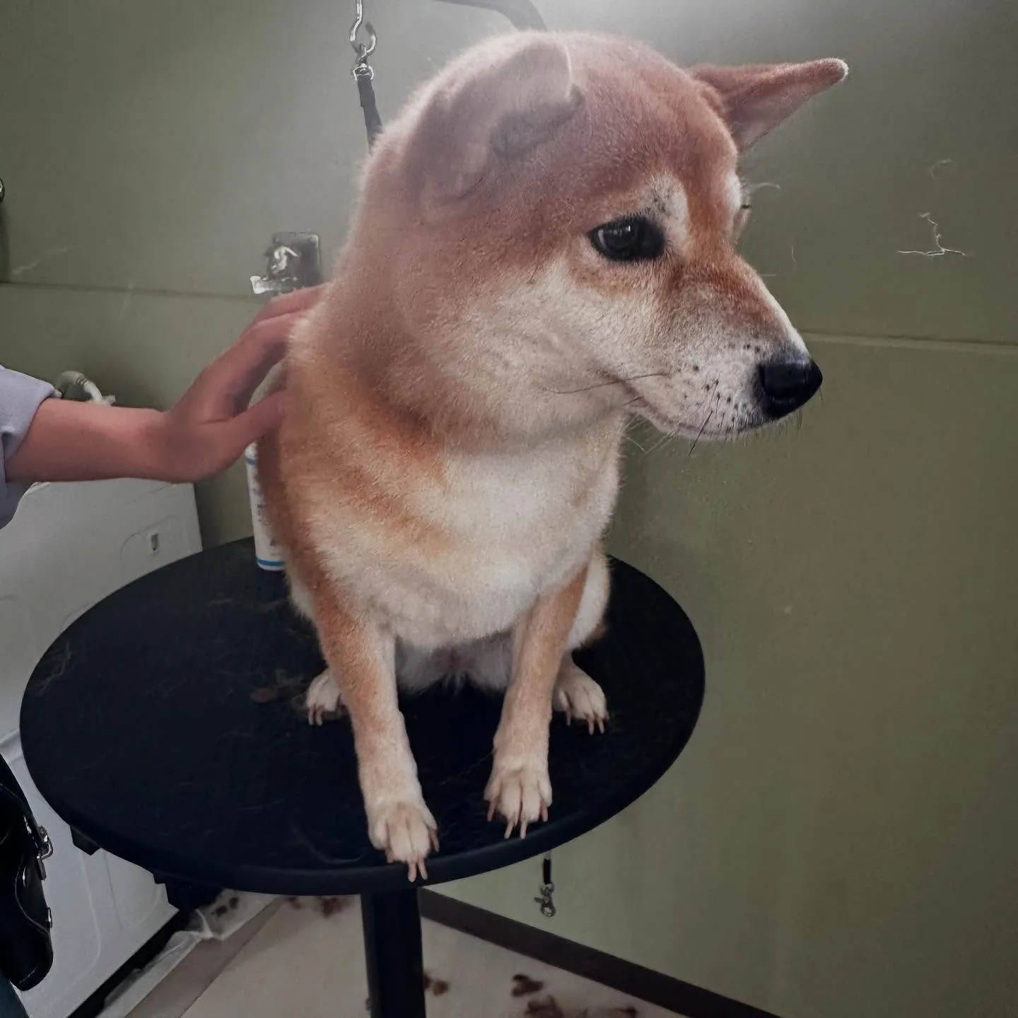 トリミングのセットメニューをご利用頂いたわんこたちです💖