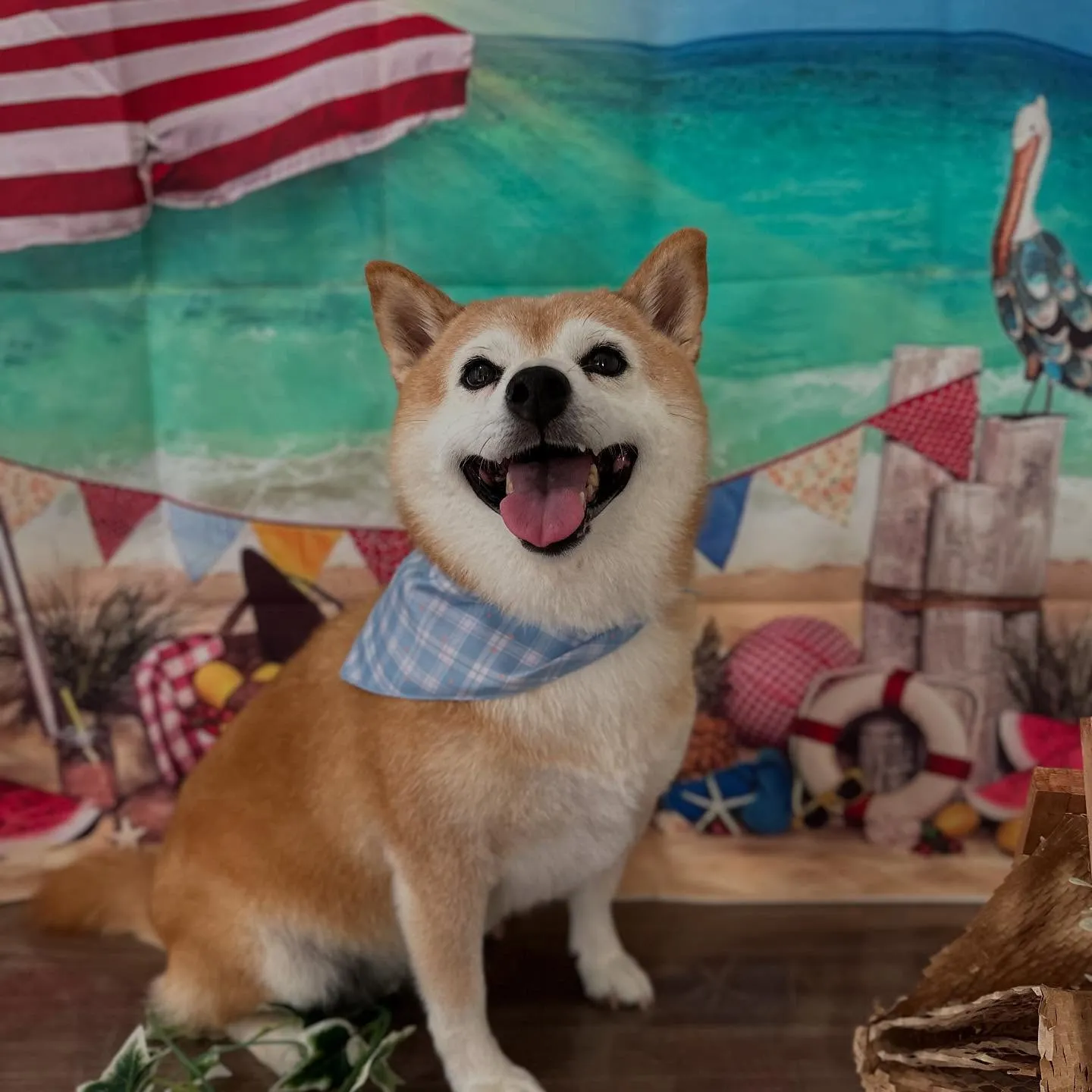 トリミングのセットメニューをご利用頂いたわんこたちです💖