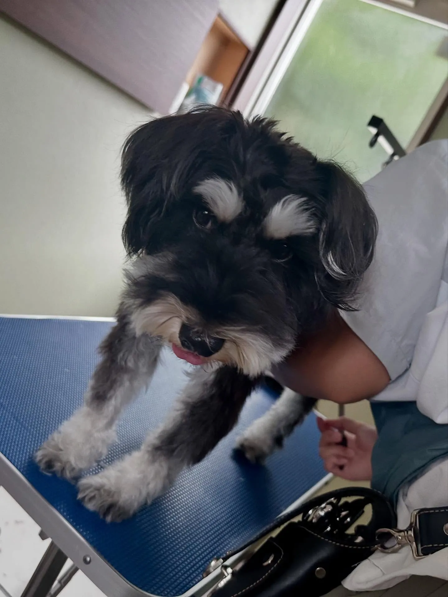 トリミングのセットメニューをご利用頂いたわんこたちです💕