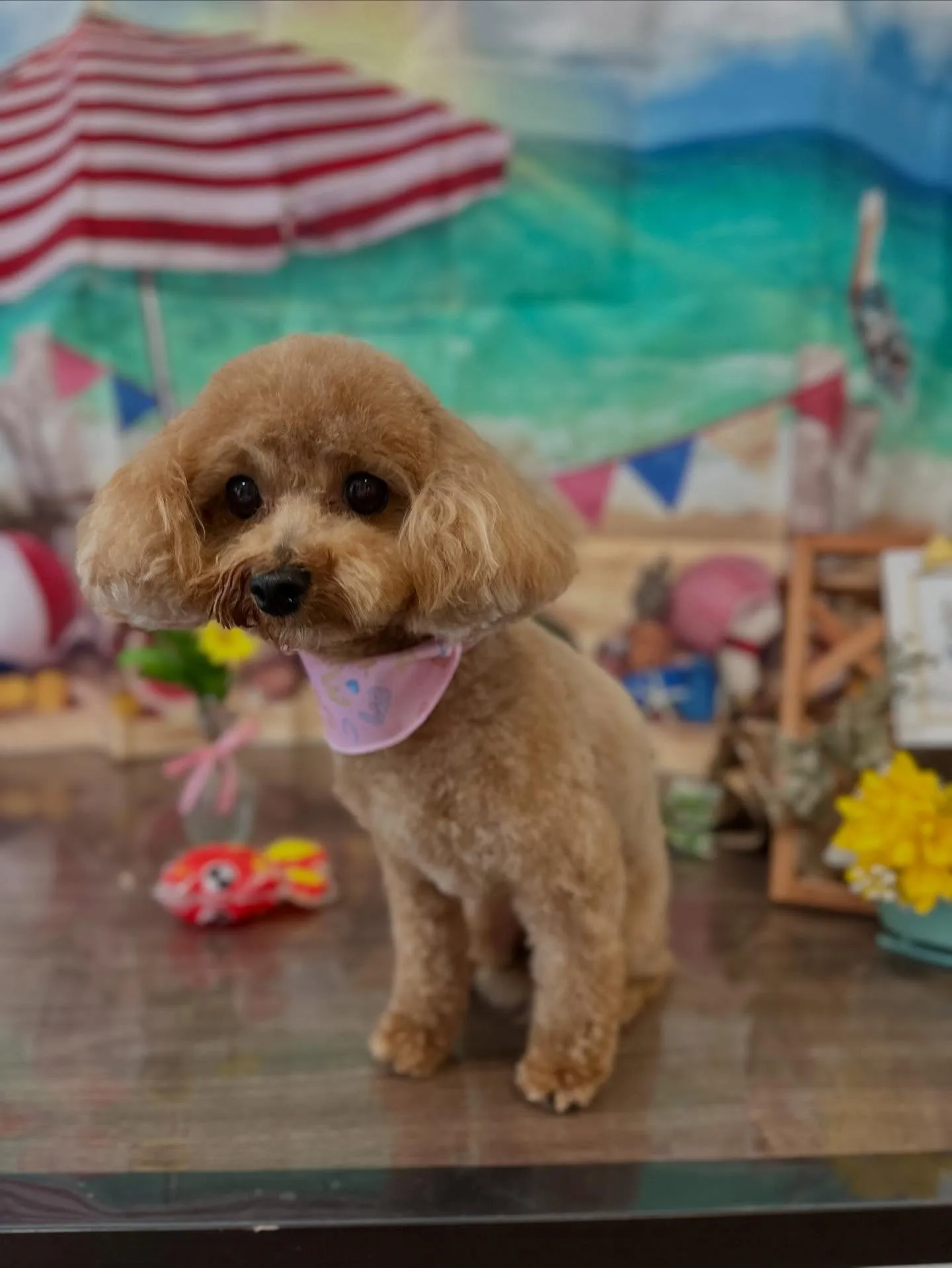 トリミングのセットメニューをご利用頂いたわんこたちです💕