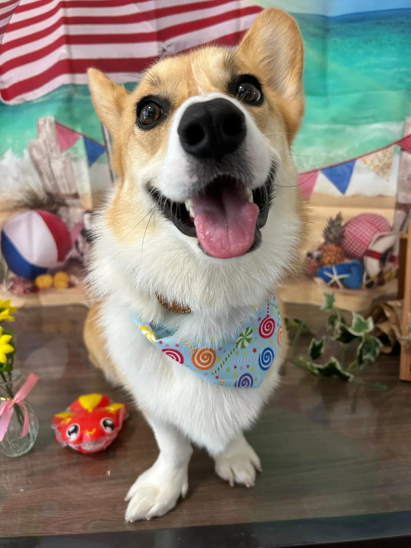 トリミングのセットメニューをご利用頂いたわんこたちです💕