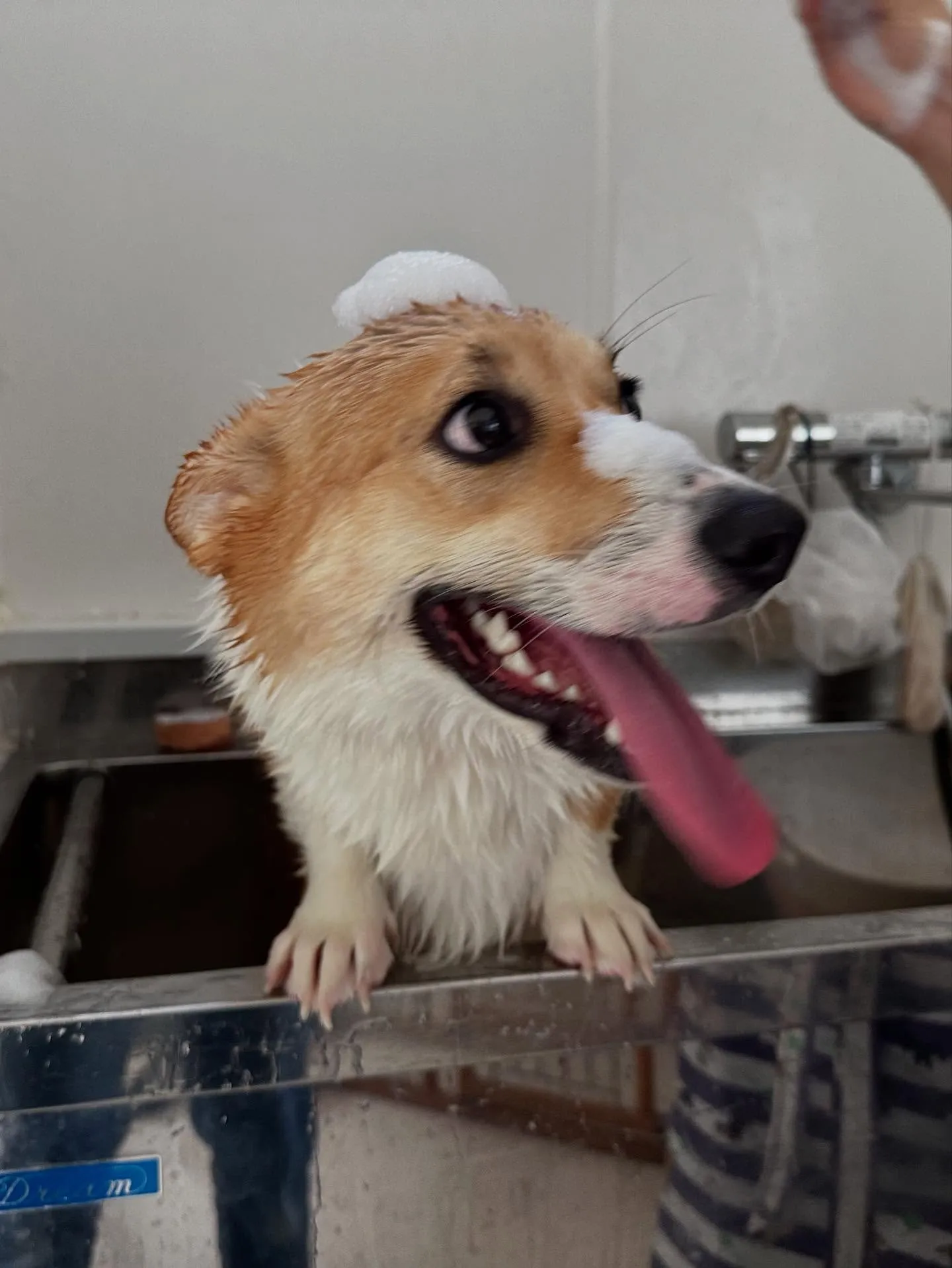 トリミングのセットメニューをご利用頂いたわんこたちです💕