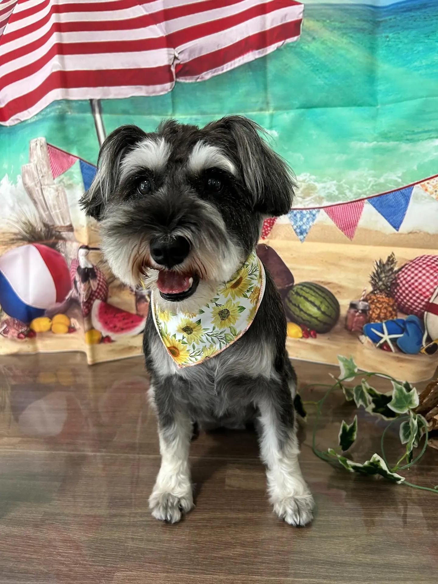 トリミングのセットメニューをご利用頂いたわんこたちです💕