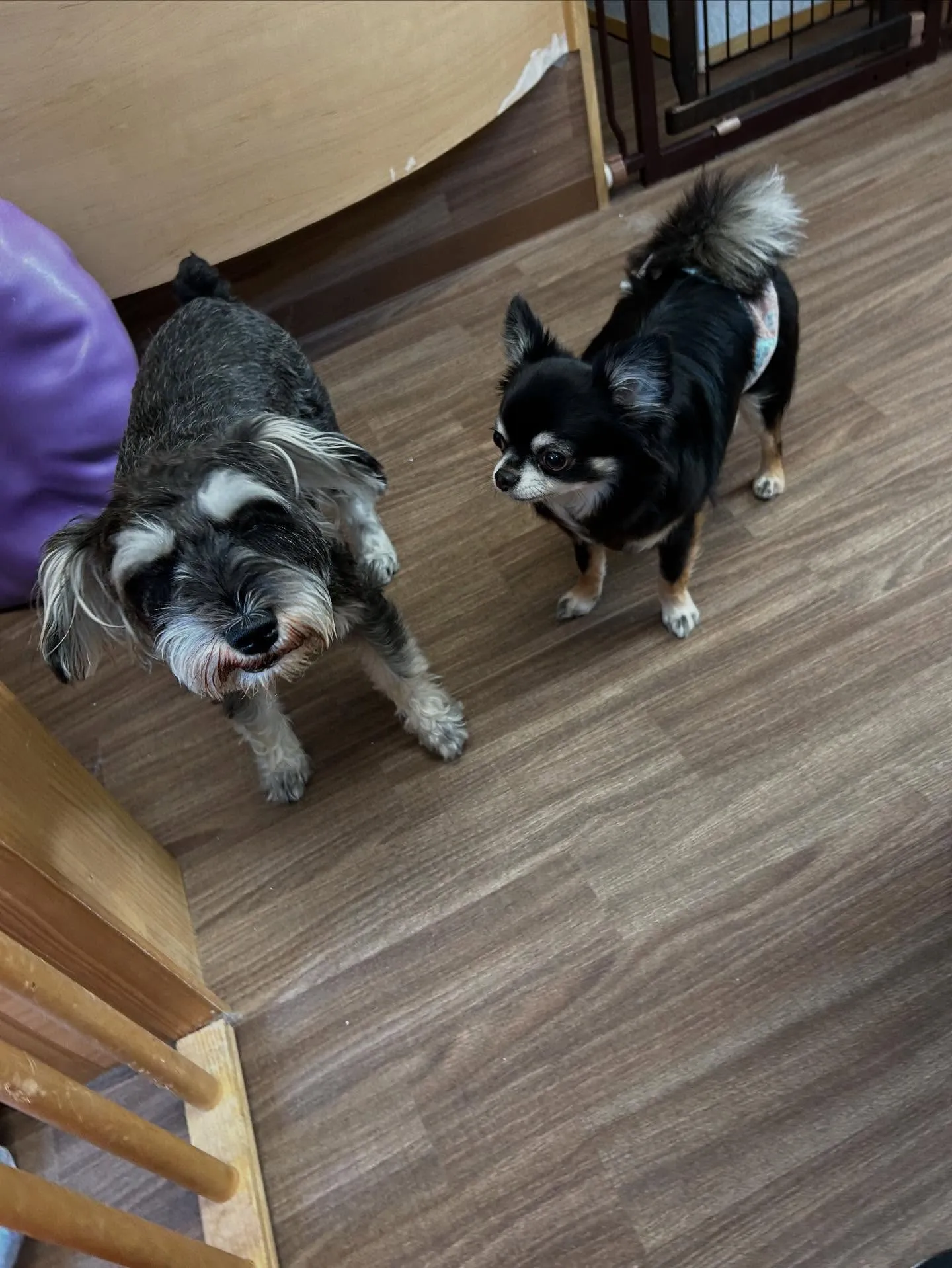 トリミングのセットメニューをご利用頂いたわんこたちです💕