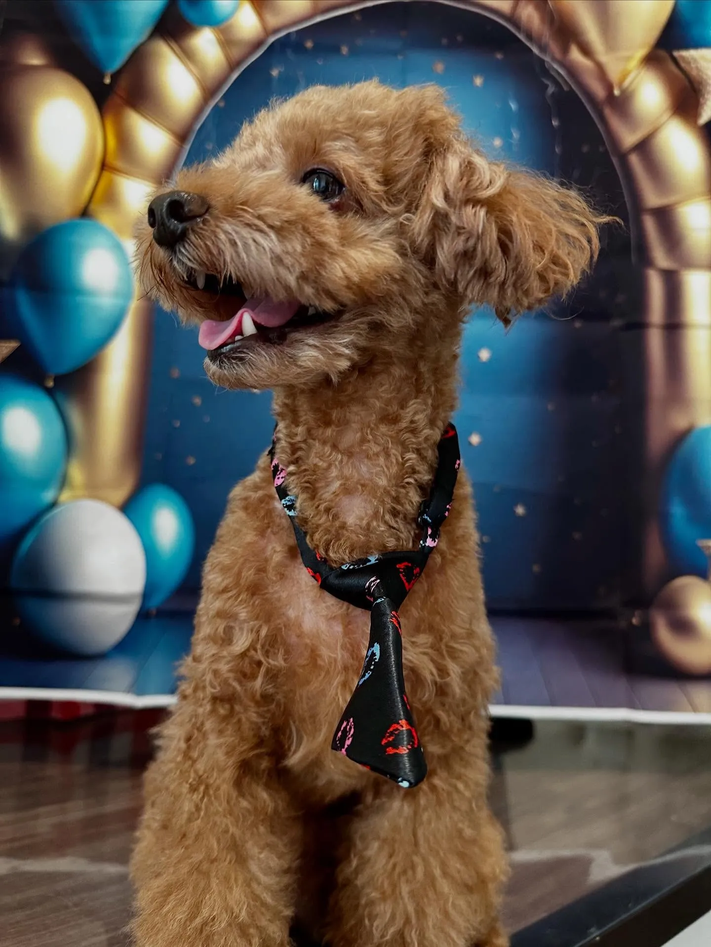 トリミングのセットメニューをご利用頂いたわんこたちです💕