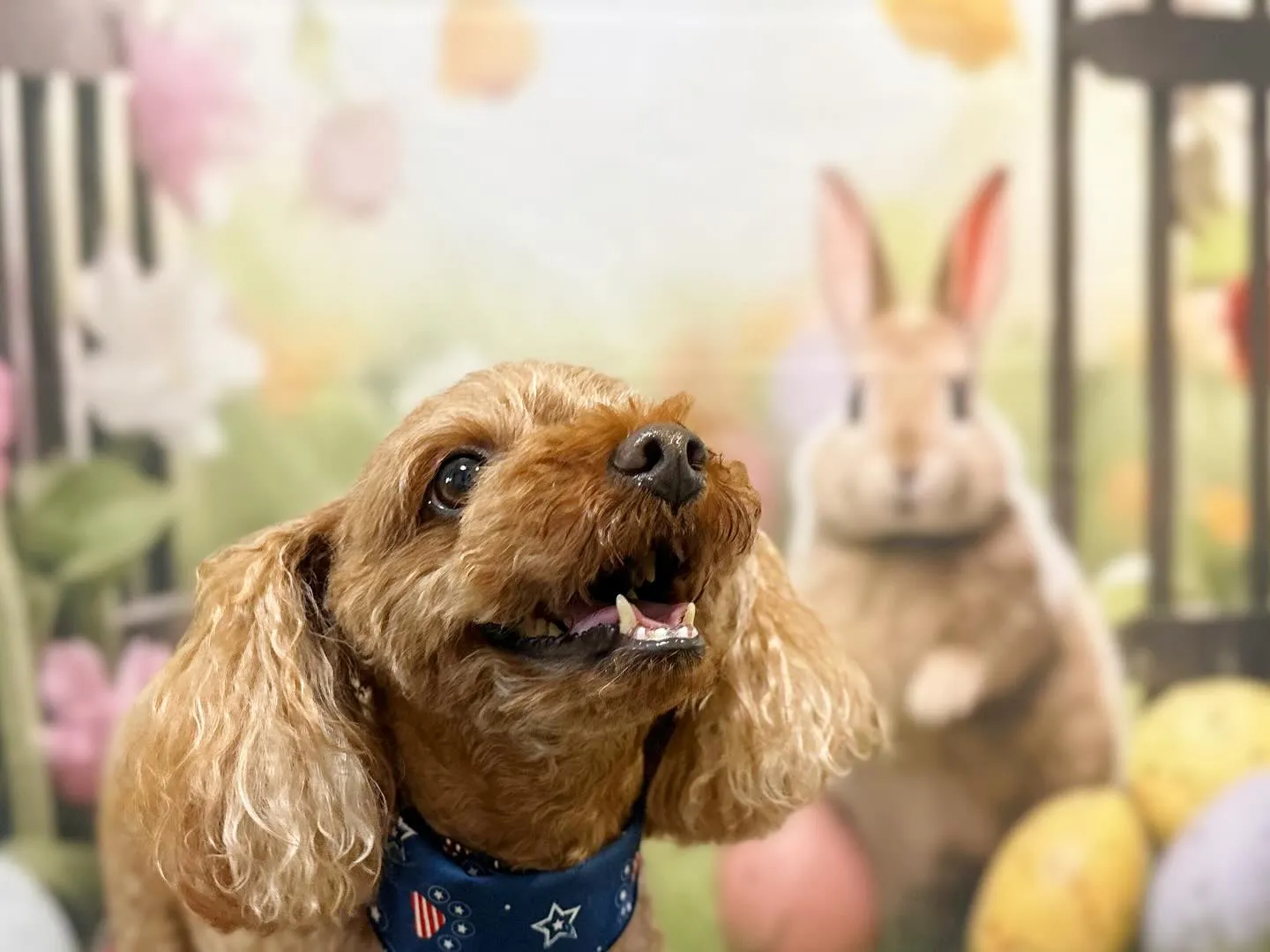 写真撮影会イベント2日目のわんこたちです🐶