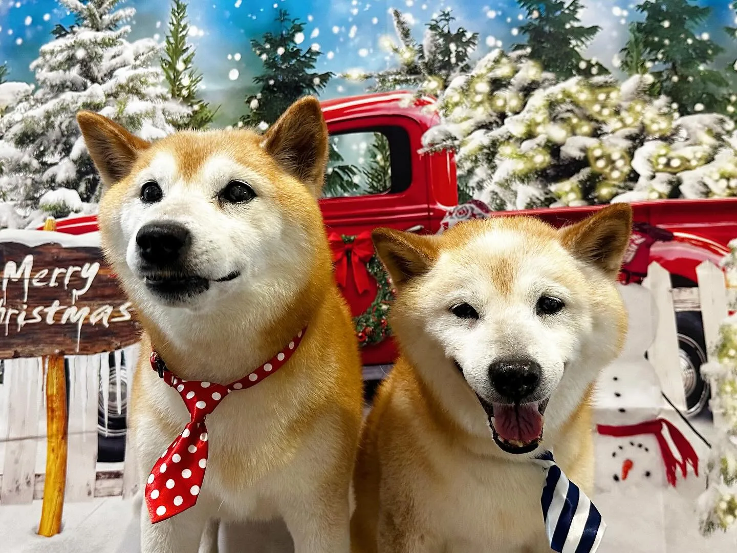 写真撮影会イベント2日目のわんこたちです🐶