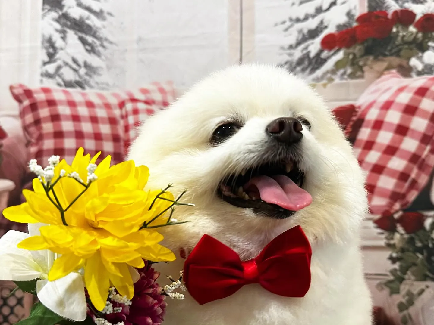 写真撮影会イベント2日目のわんこたちです🐶