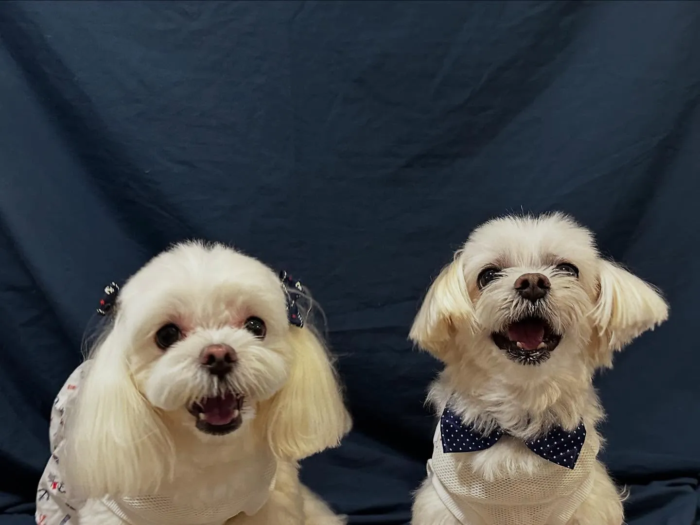 写真撮影会イベント2日目のわんこたちです🐶