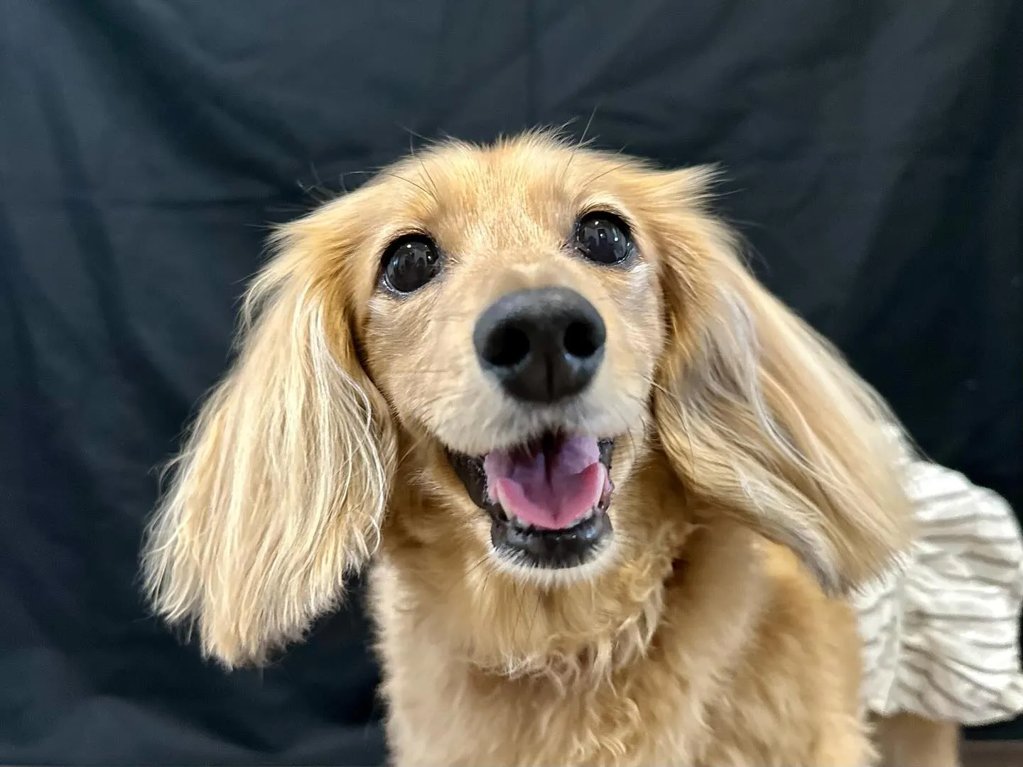 写真撮影会イベント2日目のわんこたちです🐶