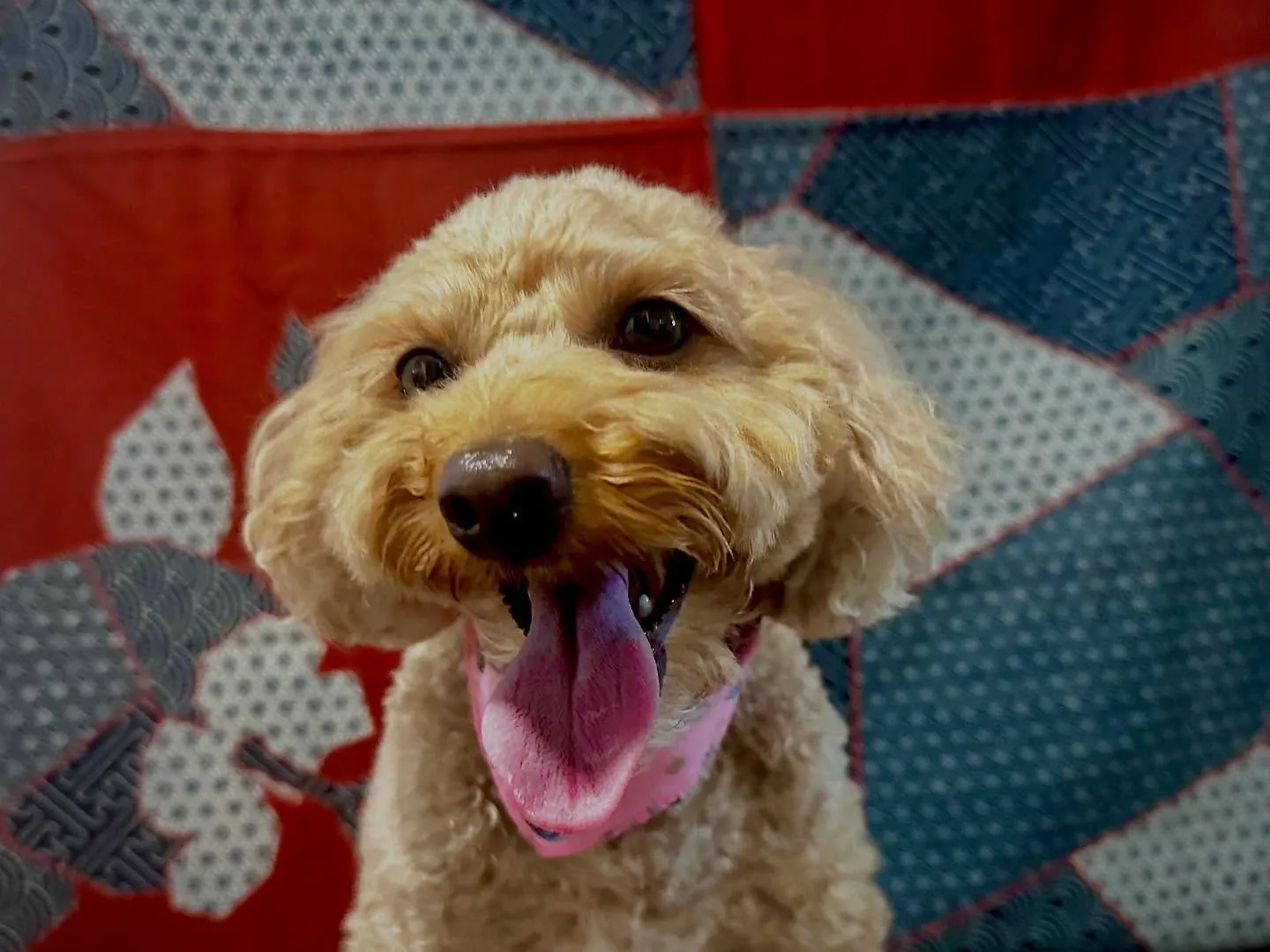 写真撮影会イベント2日目のわんこたちです🐶