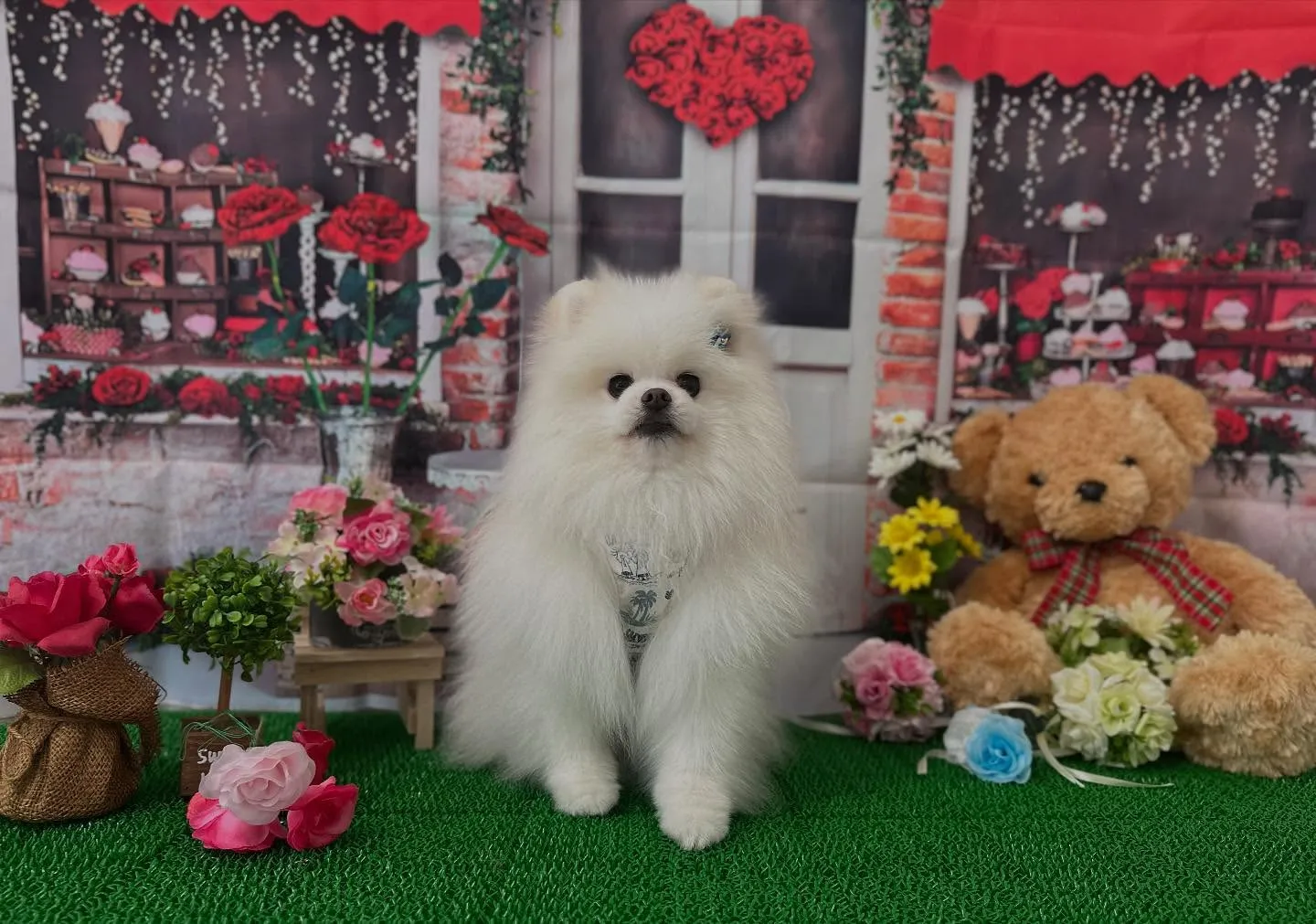 写真撮影会イベント2日目のわんこたちです🐶