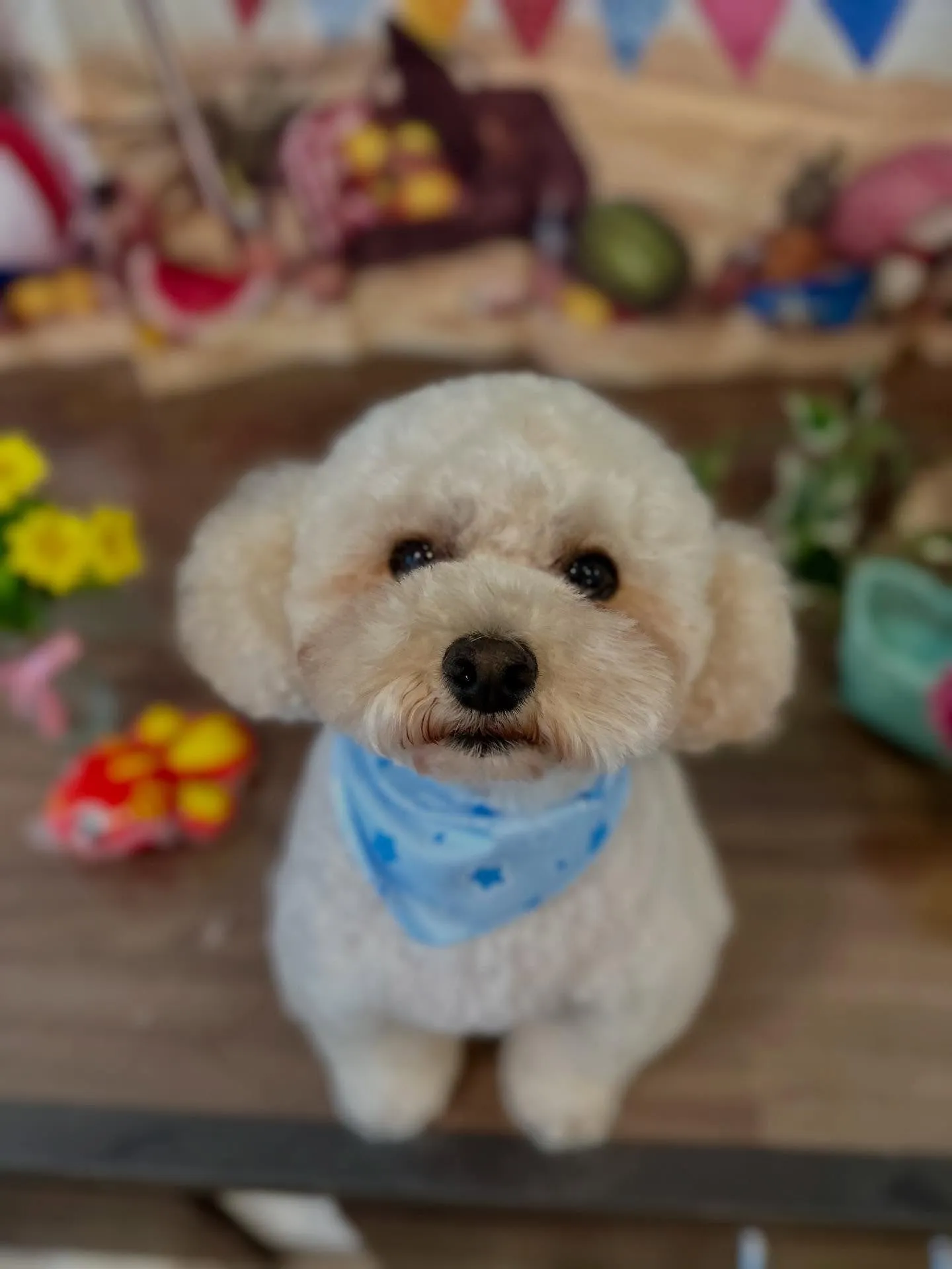 トリミングのセットメニューをご利用頂いたわんこたちです🎶