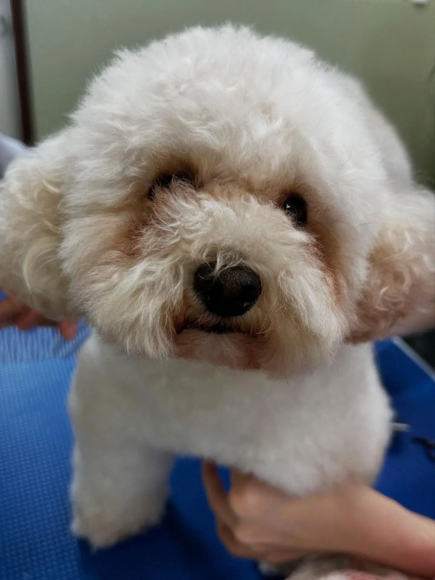 トリミングのセットメニューをご利用頂いたわんこたちです🎶