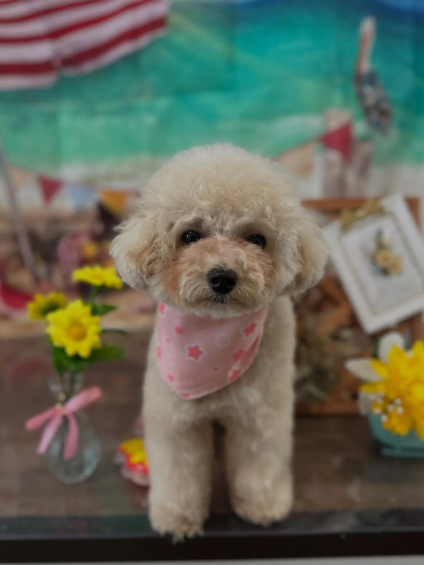 トリミングのセットメニューをご利用頂いたわんこたちです🎶