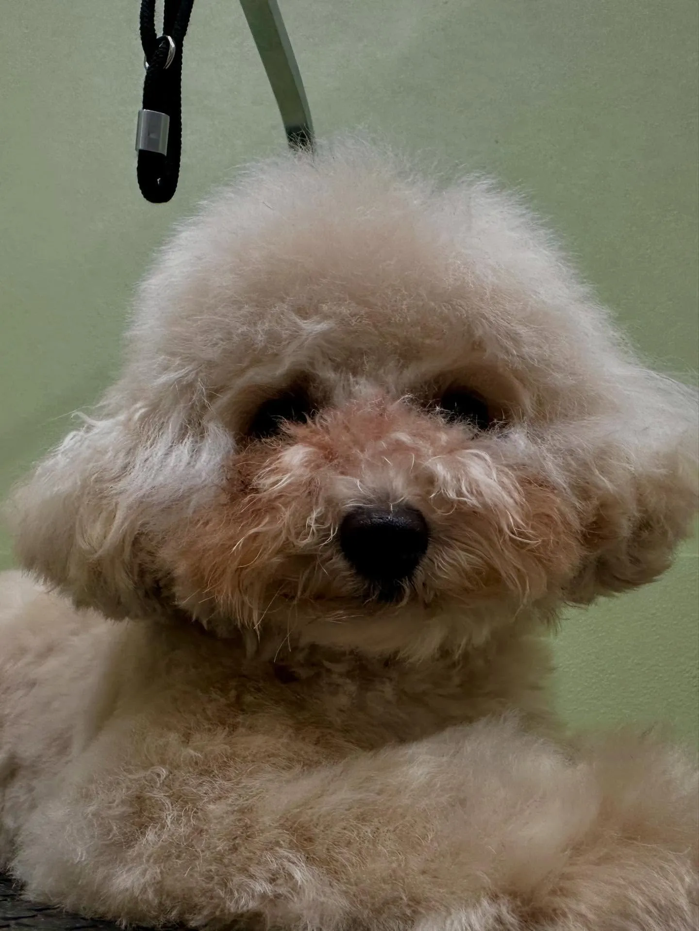 トリミングのセットメニューをご利用頂いたわんこたちです🎶