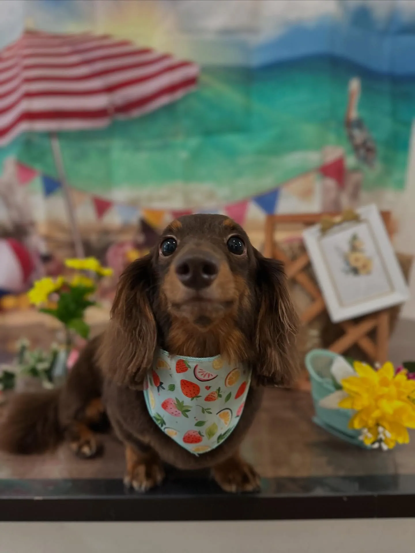 トリミングのセットメニューをご利用頂いたわんこたちです🎶