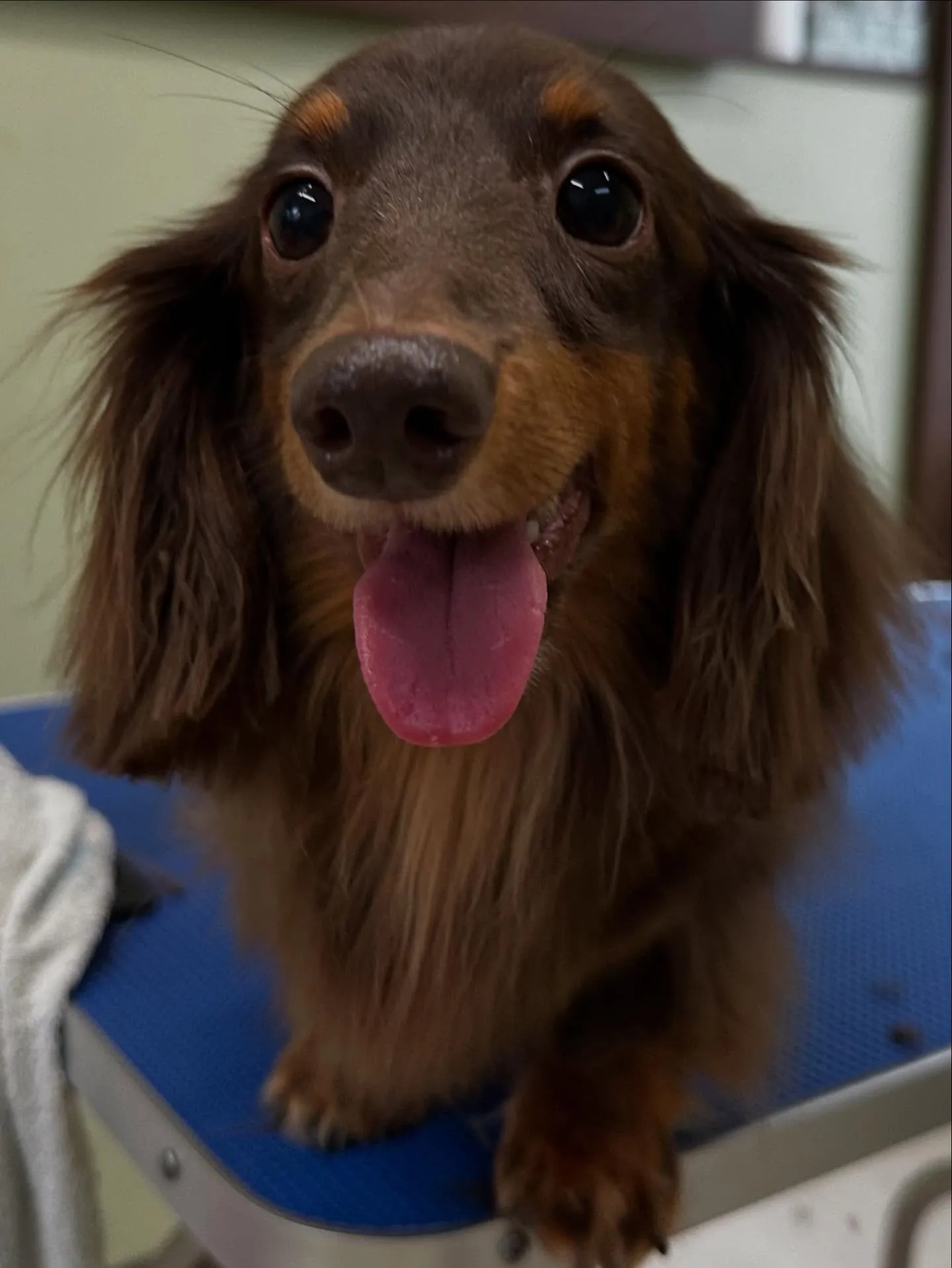 トリミングのセットメニューをご利用頂いたわんこたちです🎶