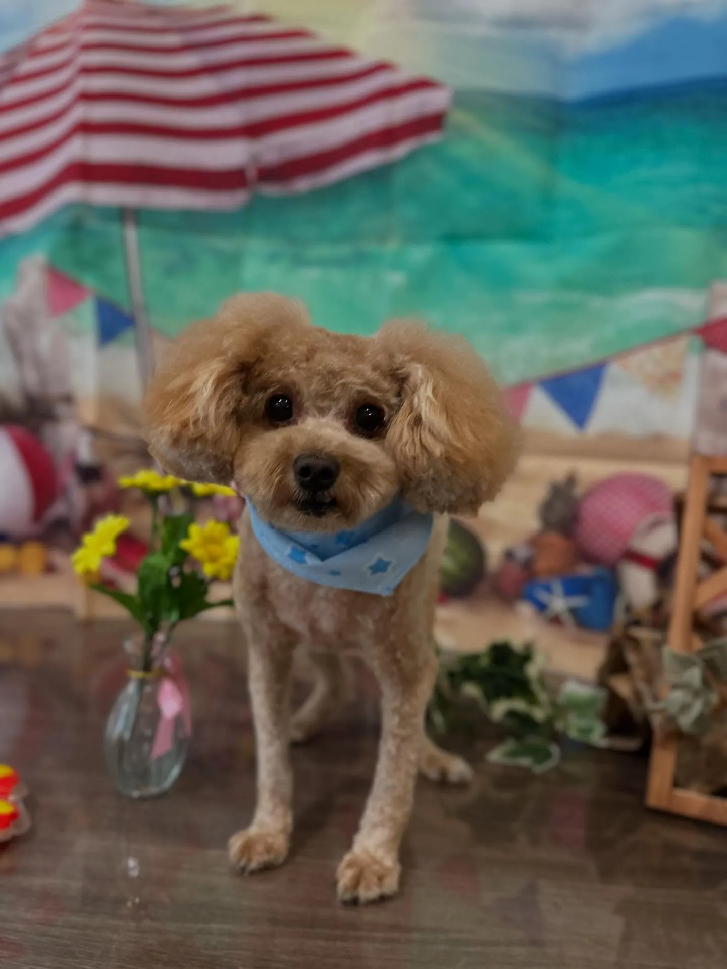 トリミングのセットメニューをご利用頂いたわんこたちです🎶