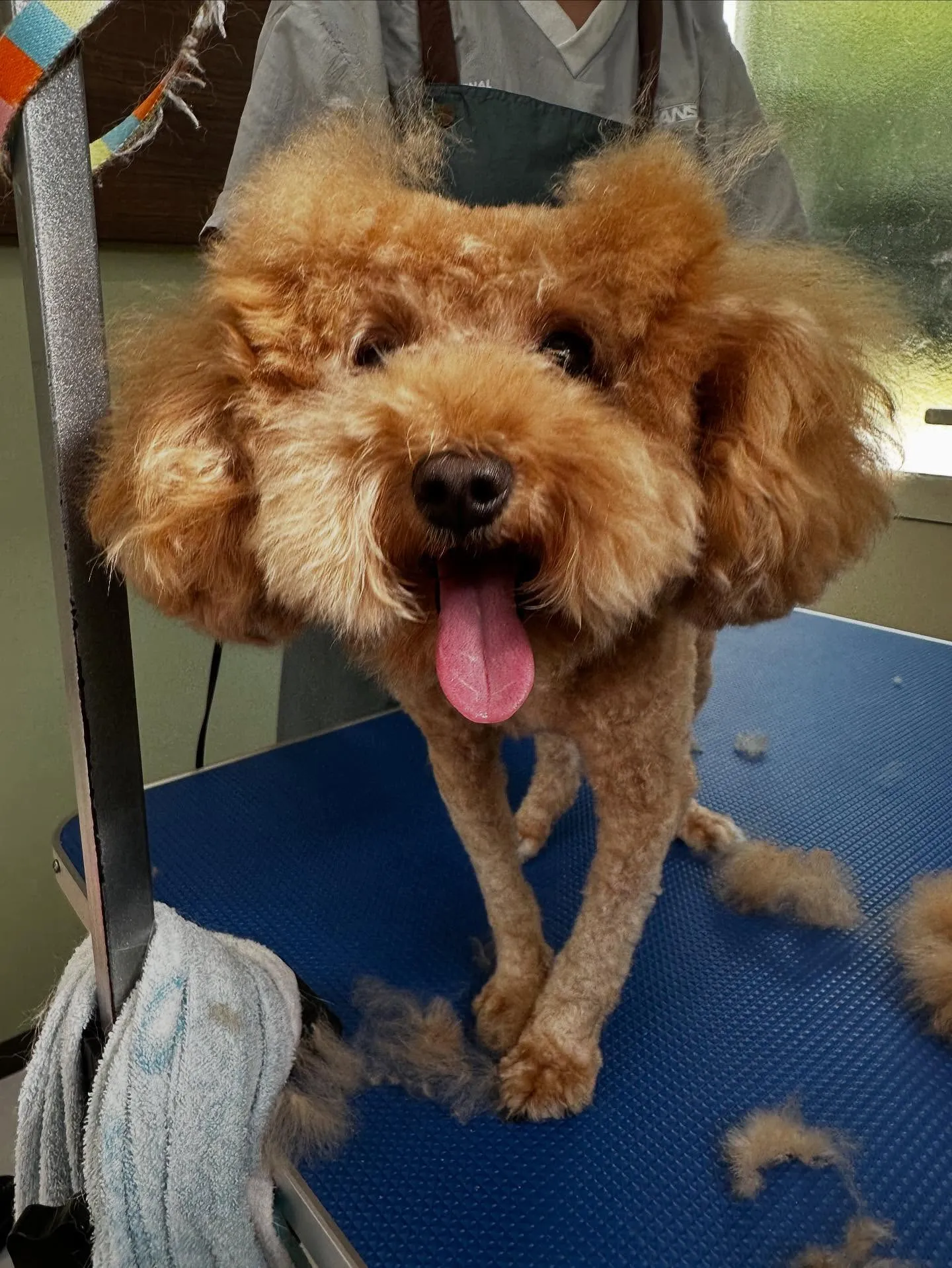 トリミングのセットメニューをご利用頂いたわんこたちです🎶