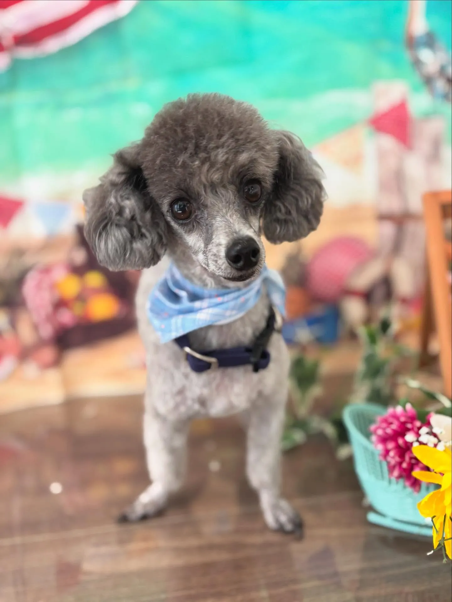 トリミングのセットメニューをご利用頂いたわんこたちです🎶