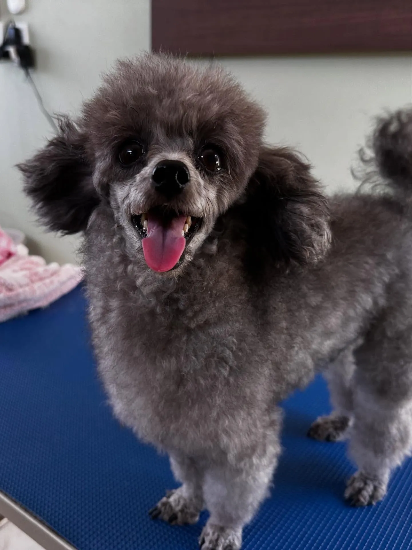 トリミングのセットメニューをご利用頂いたわんこたちです🎶