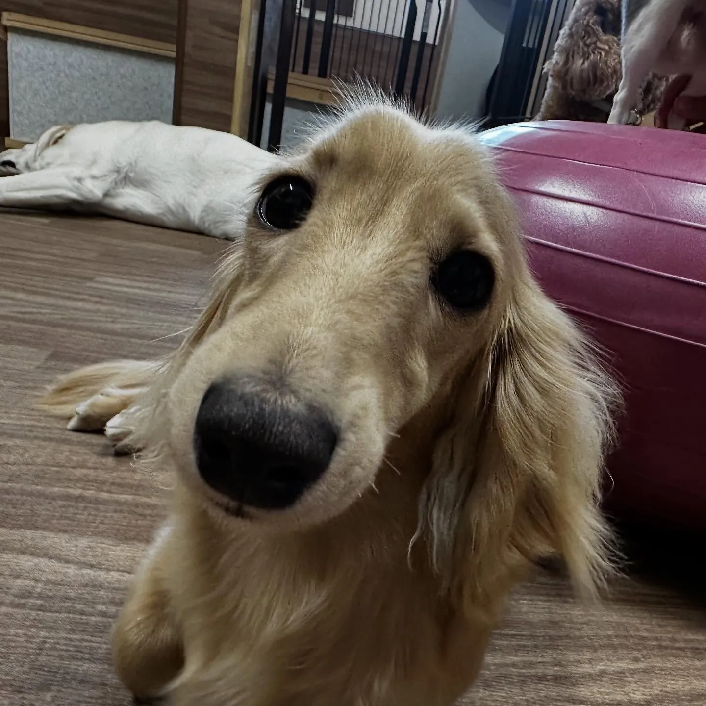 入会してくれたラテくんです💕