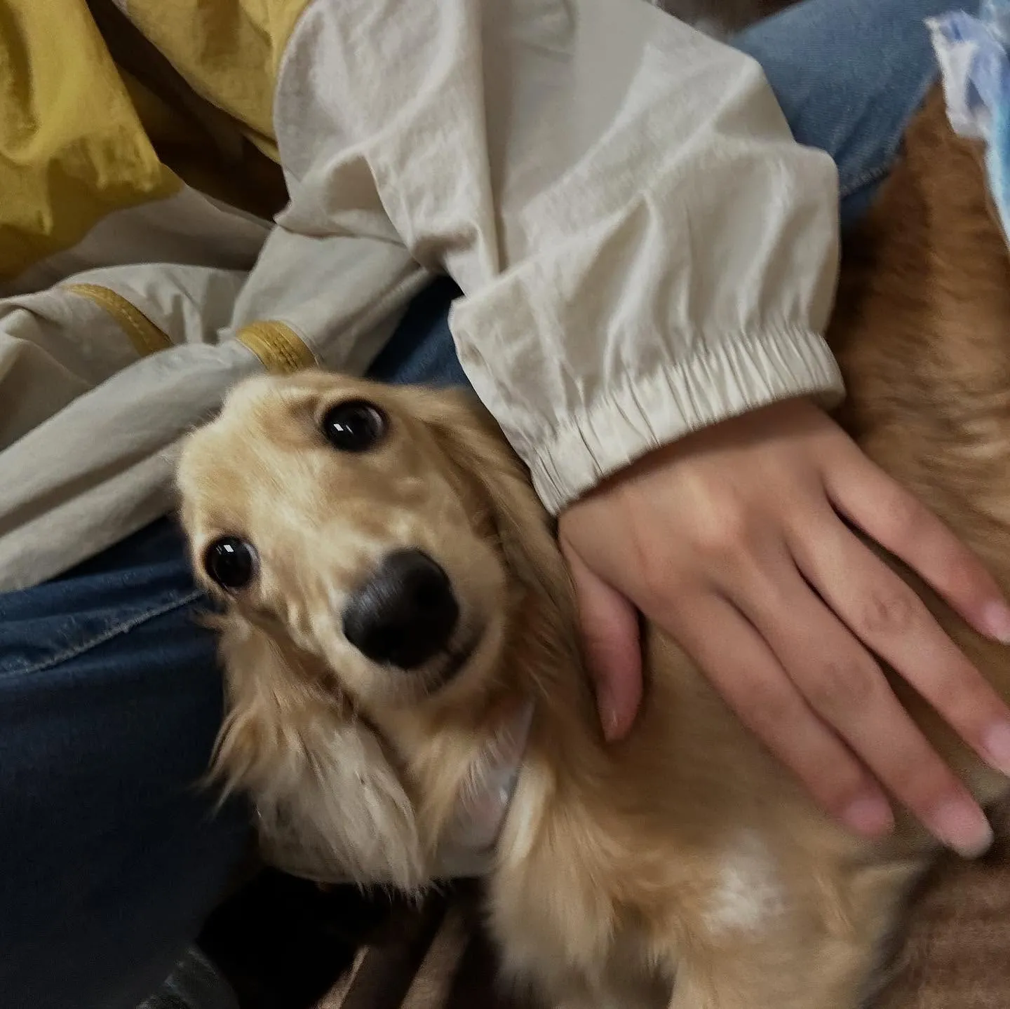 入会してくれたラテくんです💕