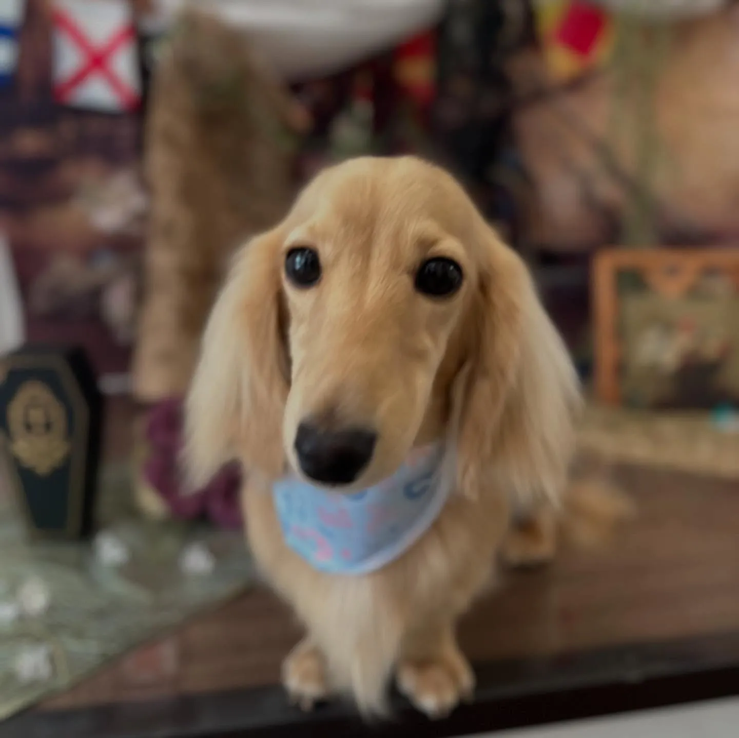 入会してくれたラテくんです💕