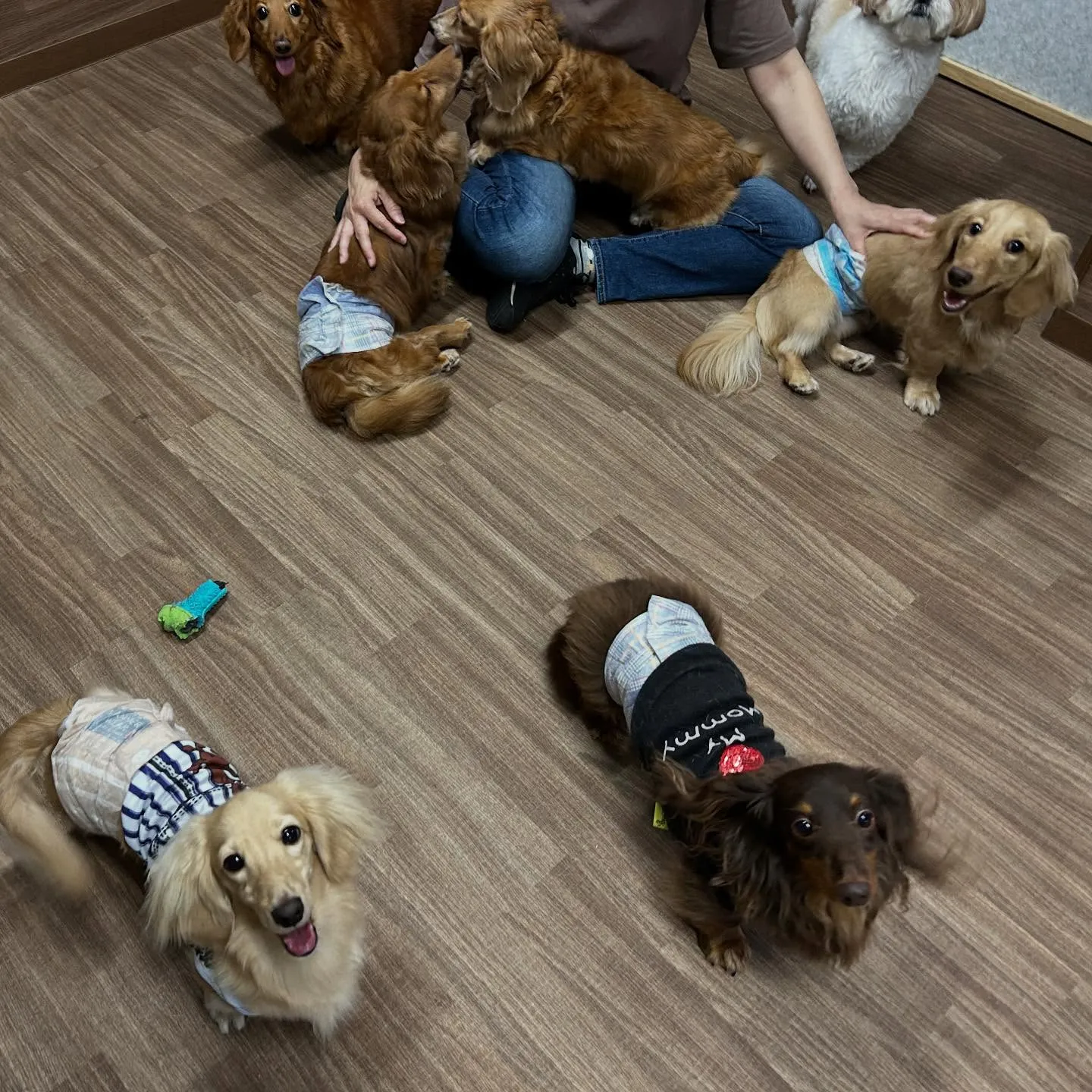 入会してくれたラテくんです💕