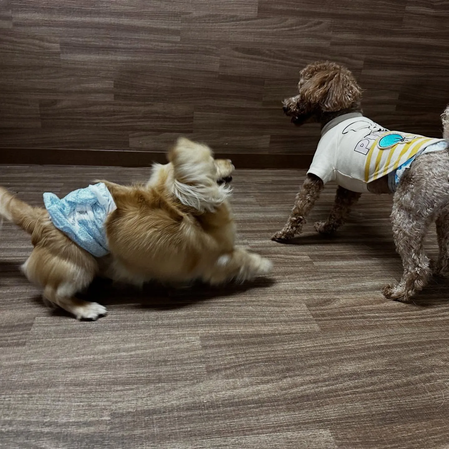 入会してくれたラテくんです💕