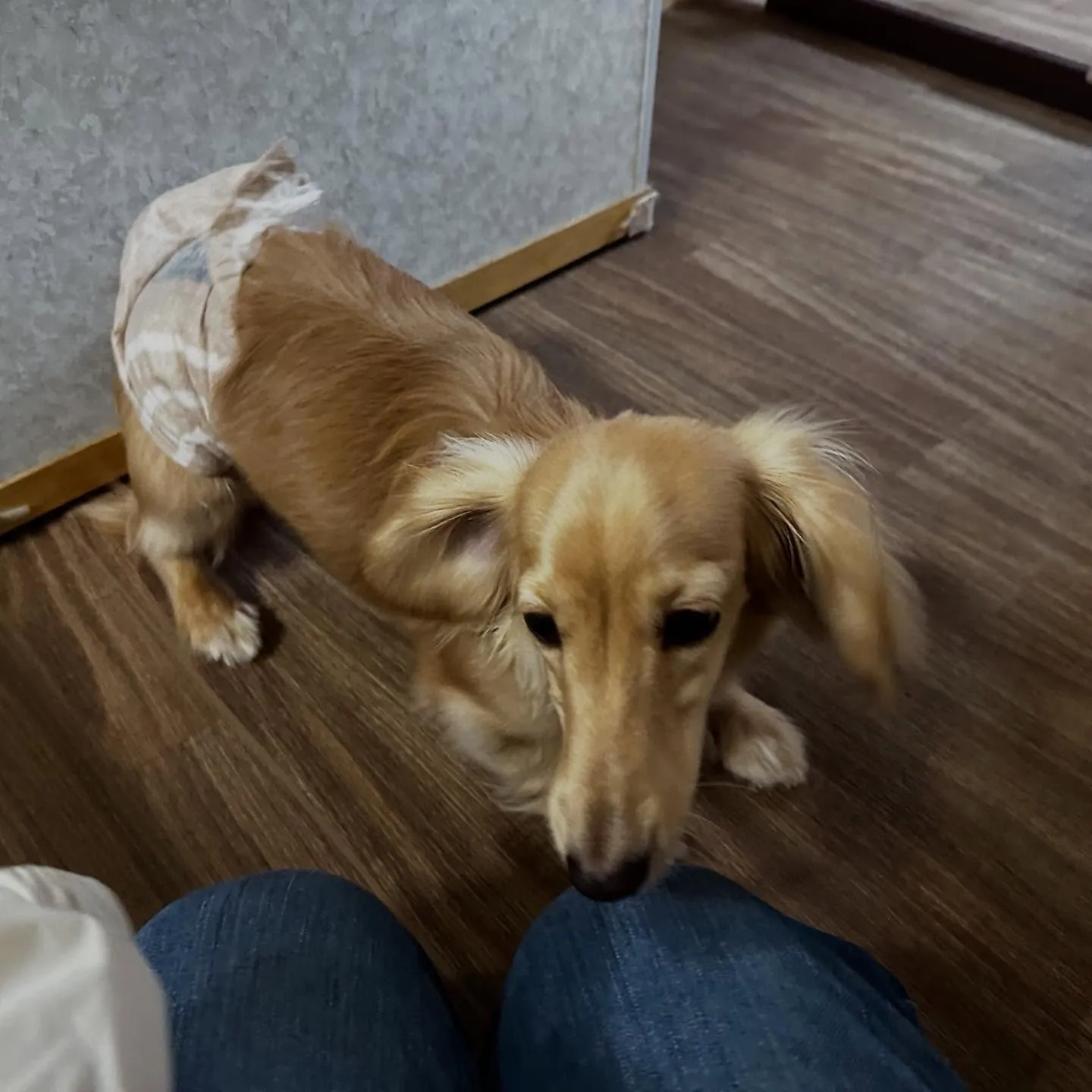 入会してくれたラテくんです💕