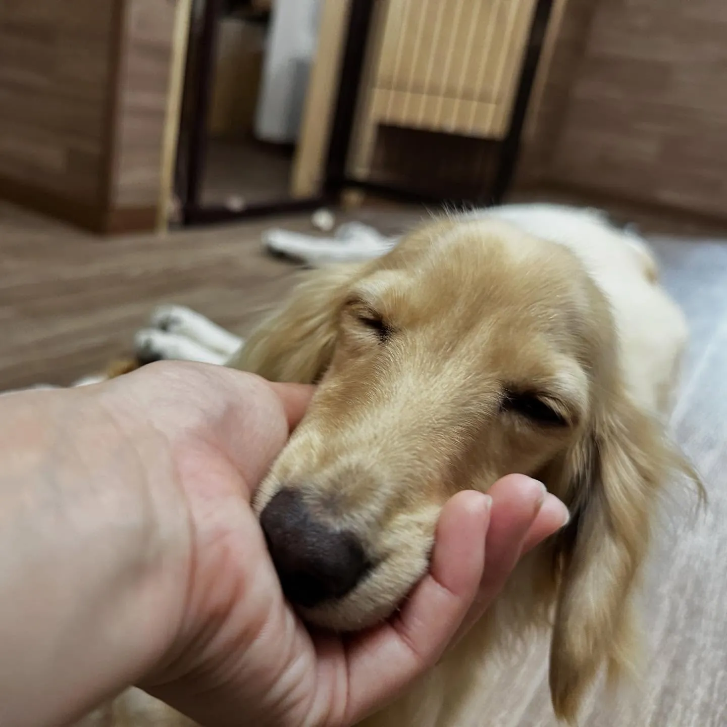 入会してくれたラテくんです💕