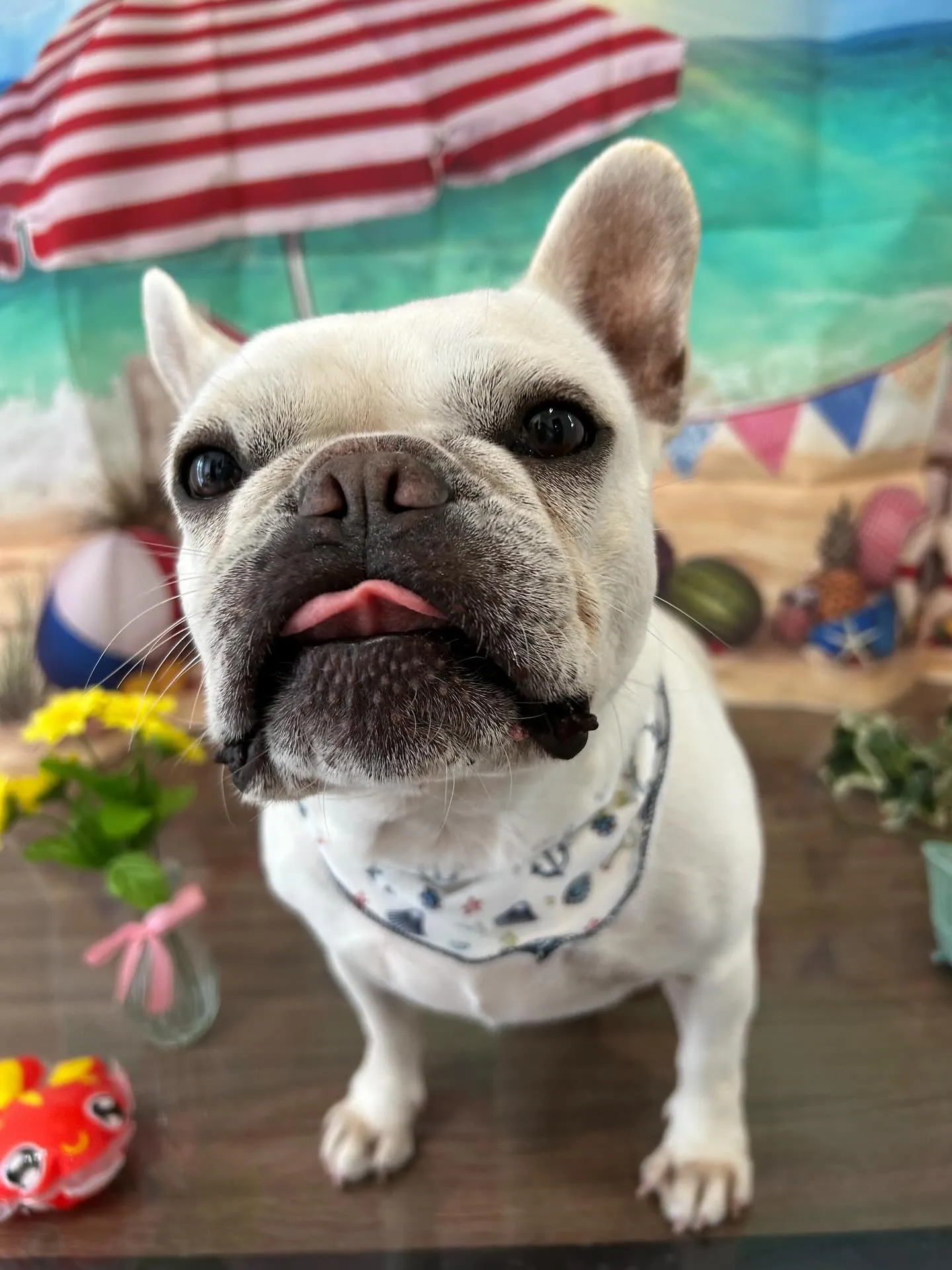 トリミングに来てくれたわんこたちです💖