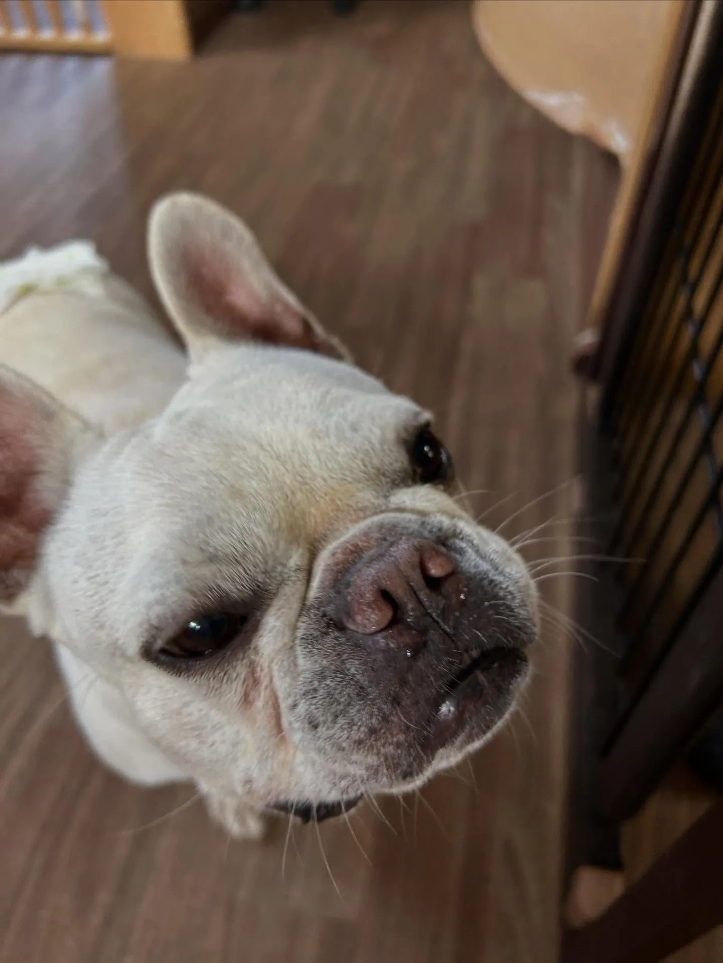 トリミングに来てくれたわんこたちです💖