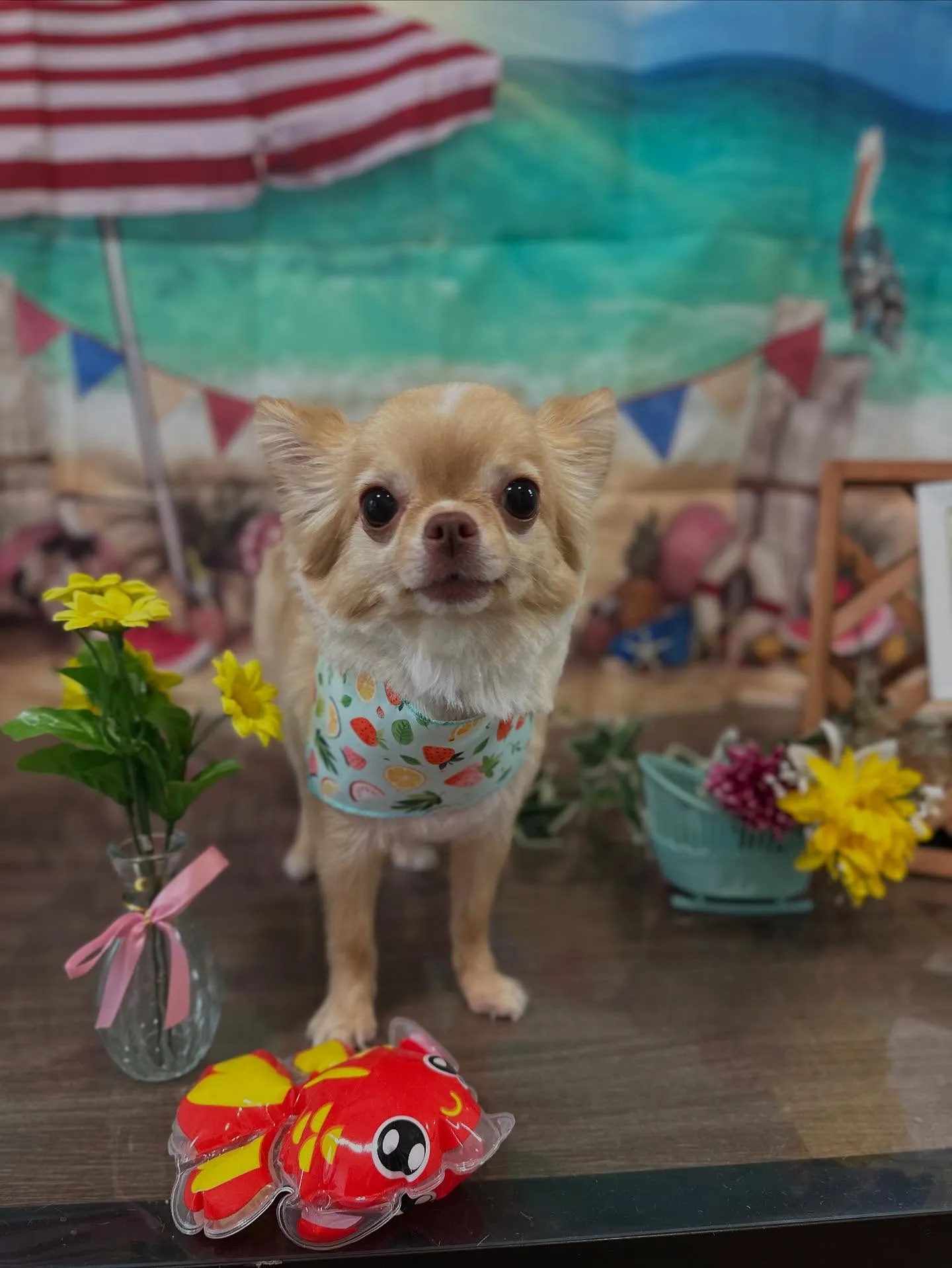 トリミングに来てくれたわんこたちです💖